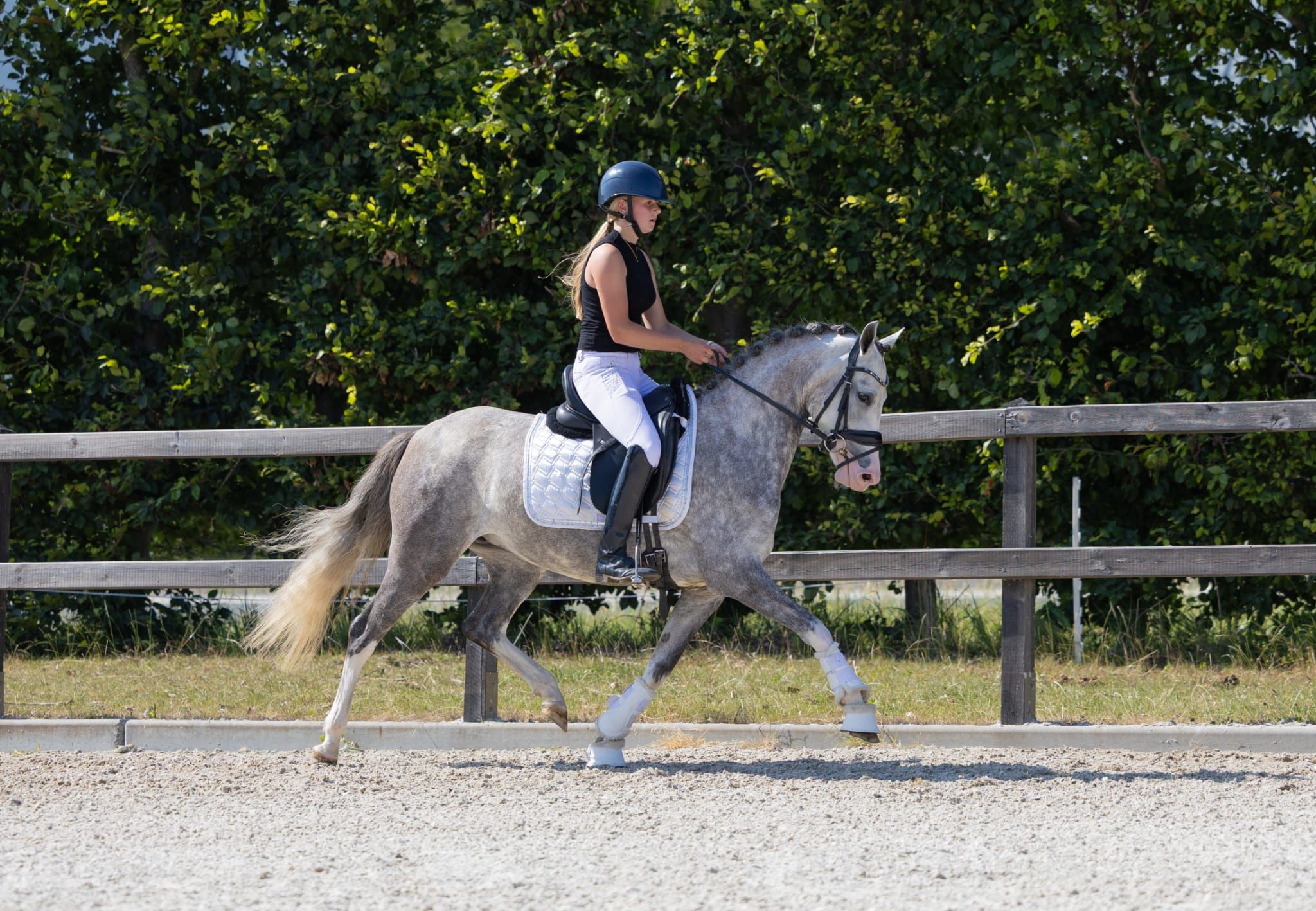 welsh dressuurpony merrie 4 jaar schimmel te koop - Foto 3