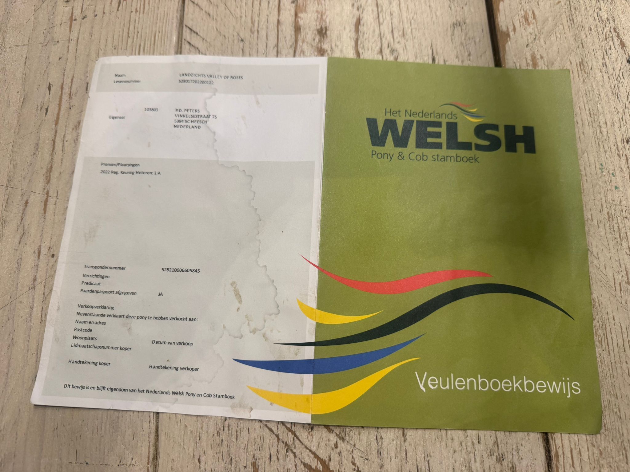 welsh dressuurpony merrie 4 jaar schimmel te koop - Foto 6