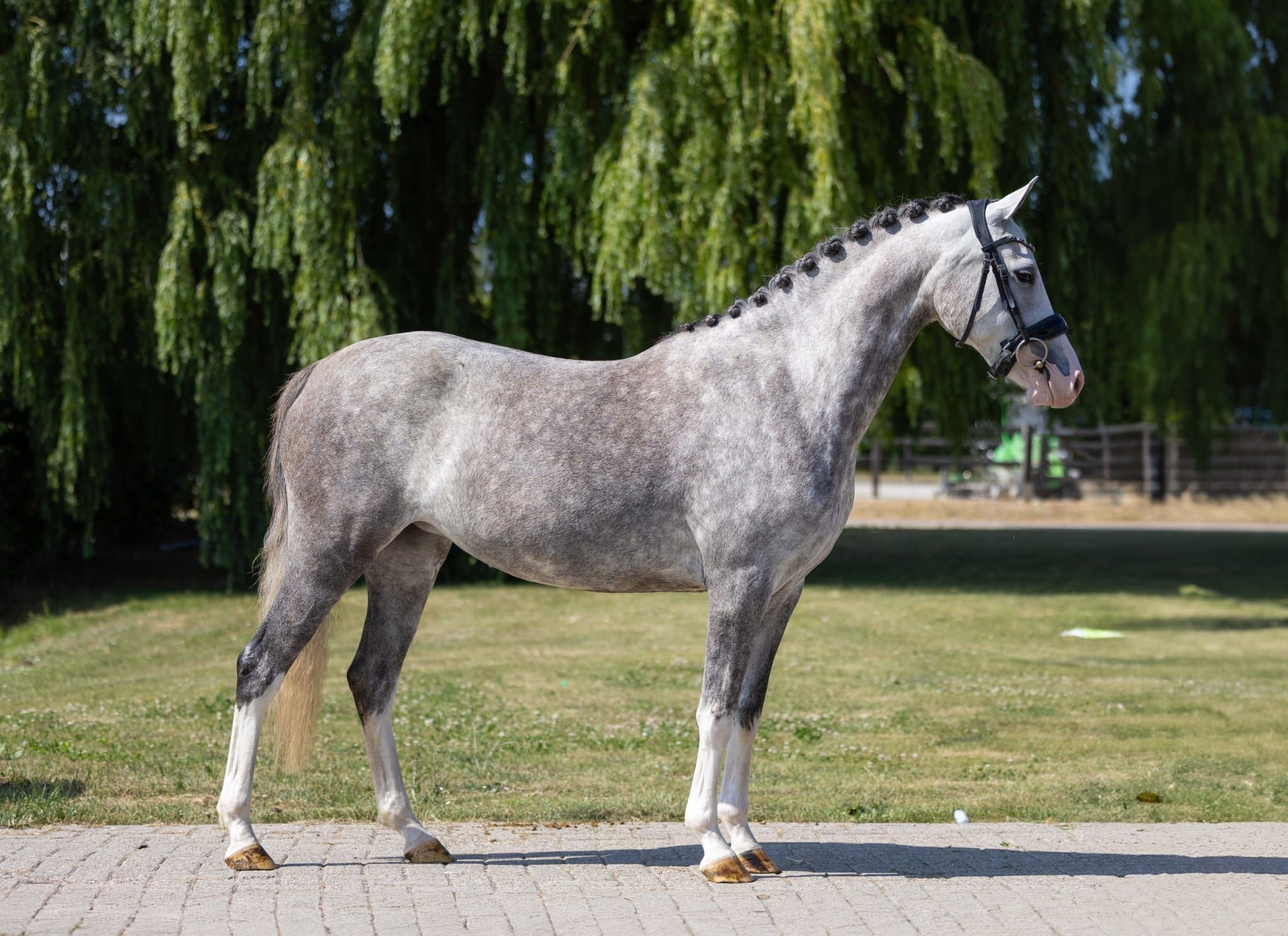 welsh dressuurpony merrie 4 jaar schimmel te koop - Foto 2