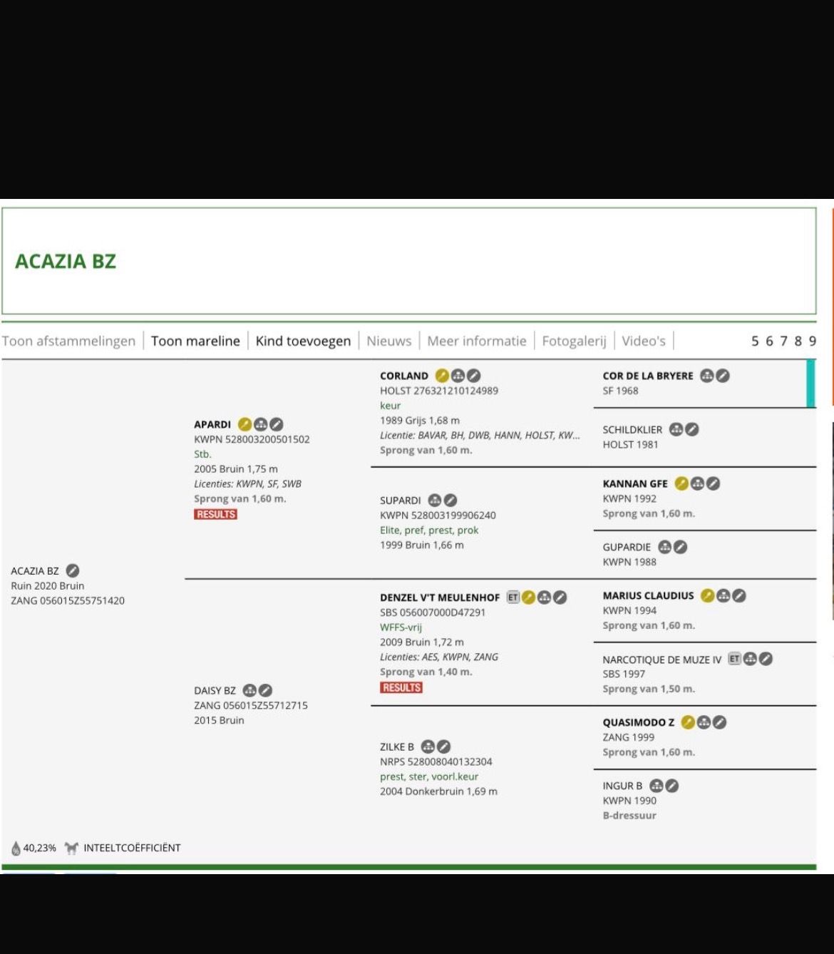 springpaard ruin 6 سنوات للبيع - صورة 3