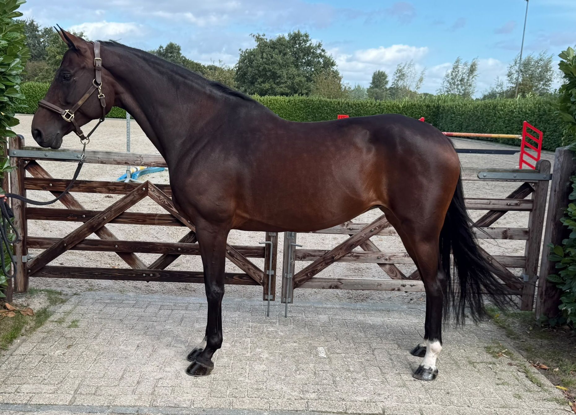 kwpn springpaard merrie 11 años donkerbruin en venta - Foto 2