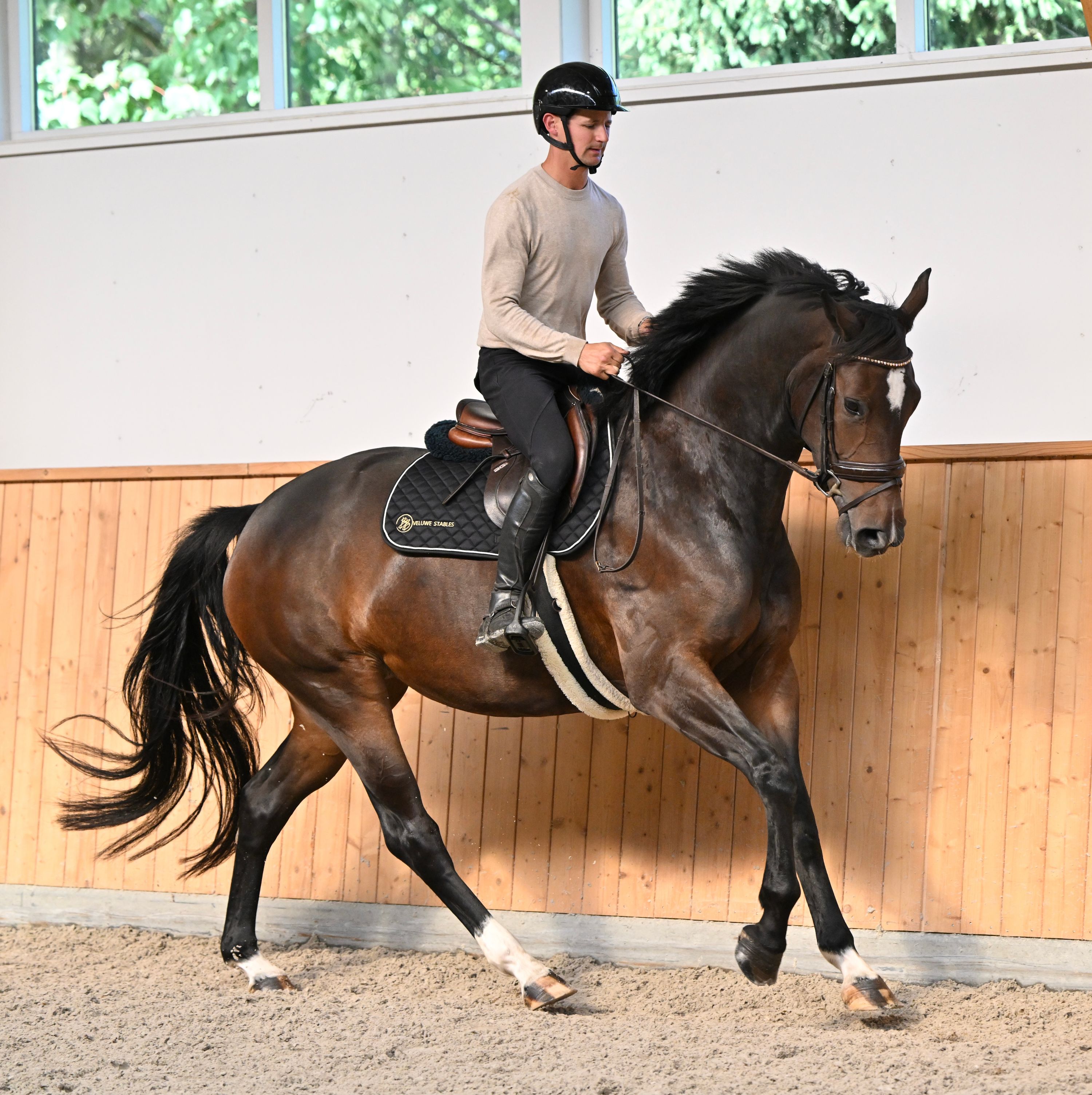 kwpn allrounder merrie 4 år donkerbruin till salu - Foto 3