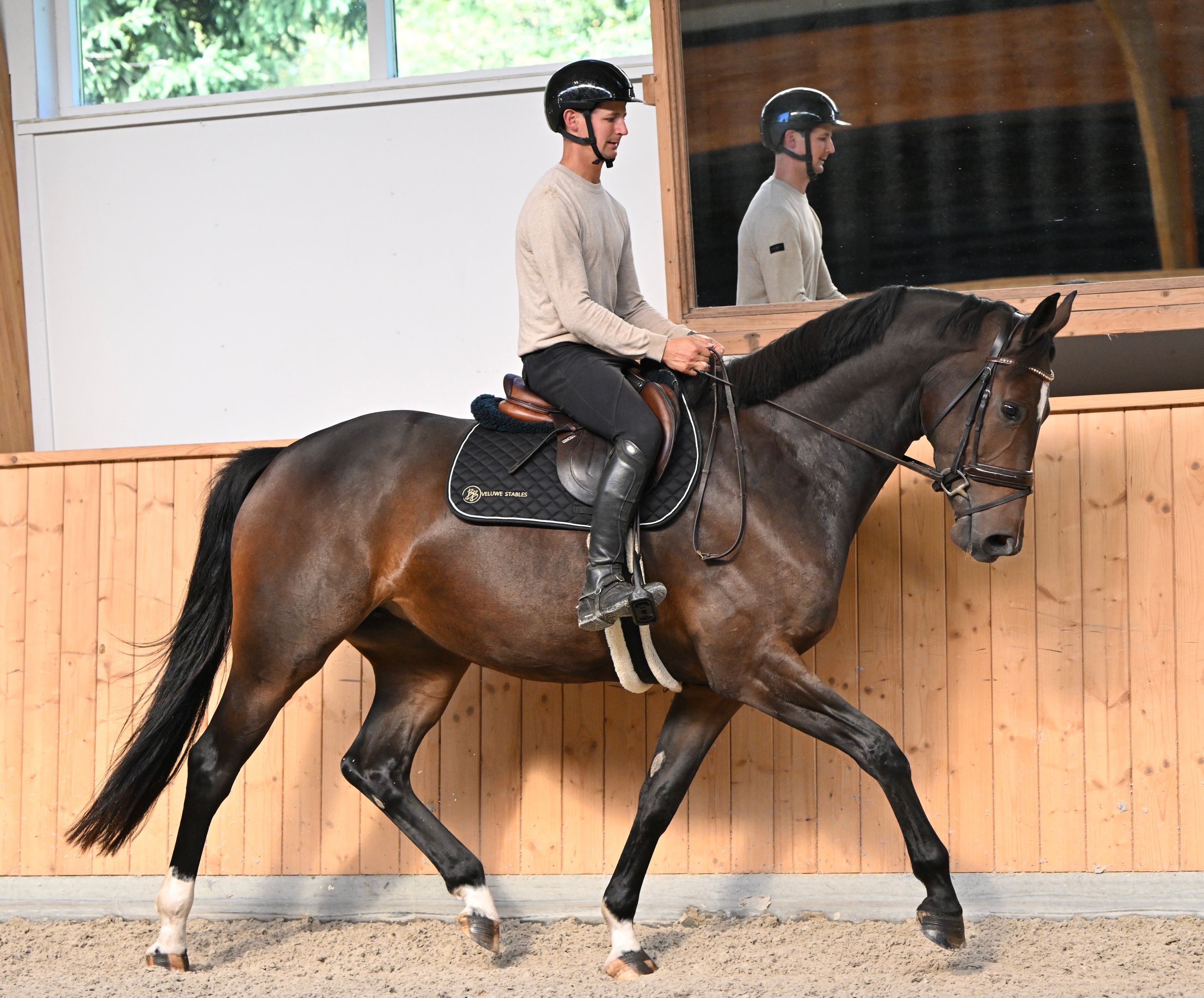 kwpn allrounder merrie 4 år donkerbruin till salu - Foto 4