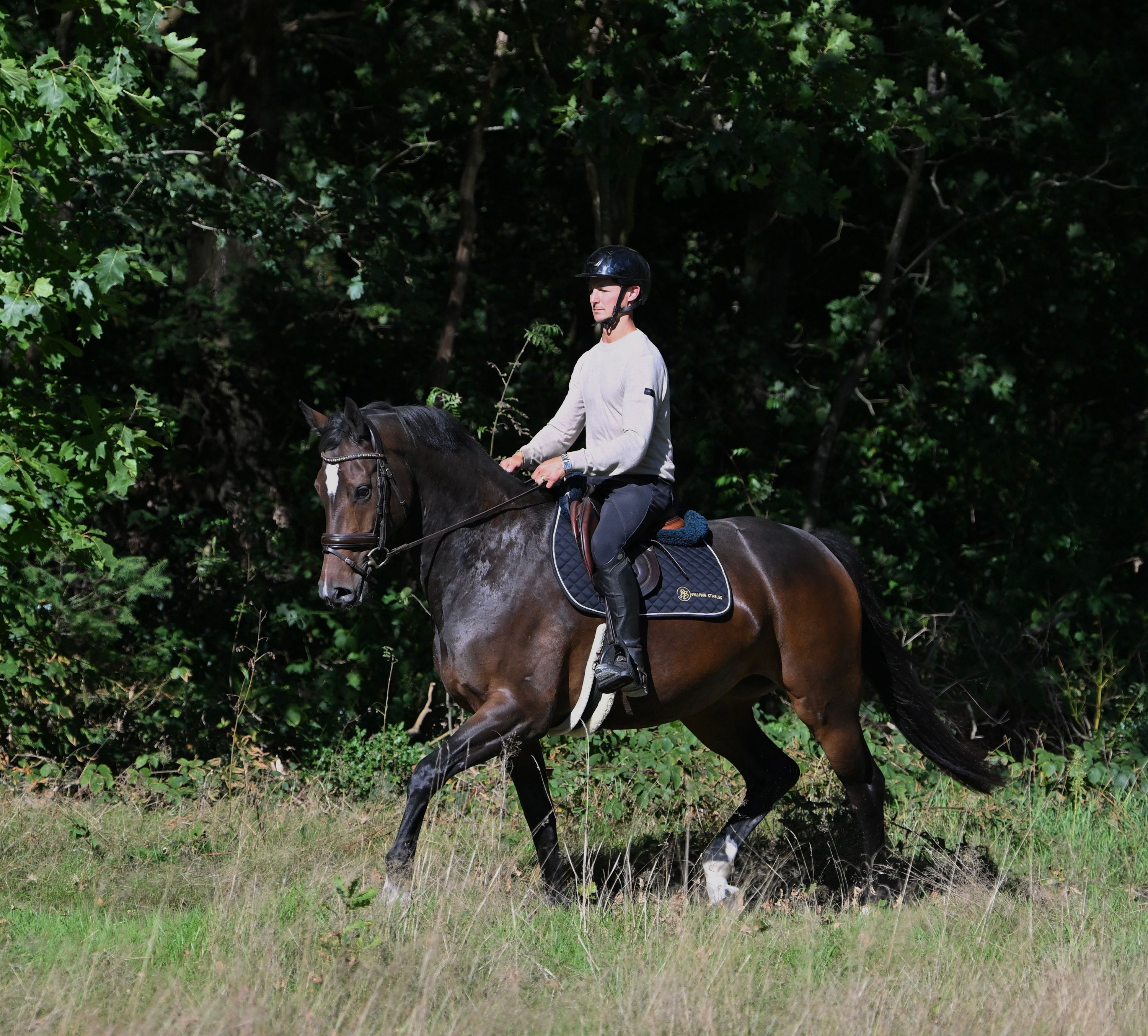 kwpn allrounder merrie 4 år donkerbruin till salu - Foto 2