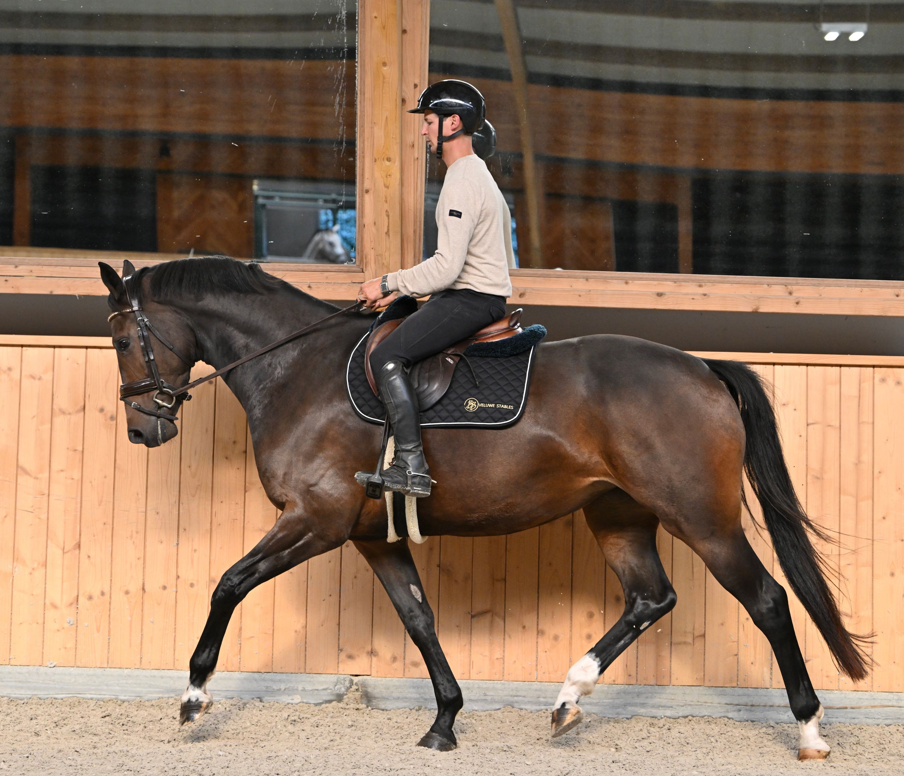 kwpn allrounder merrie 4 år donkerbruin till salu - Foto 5