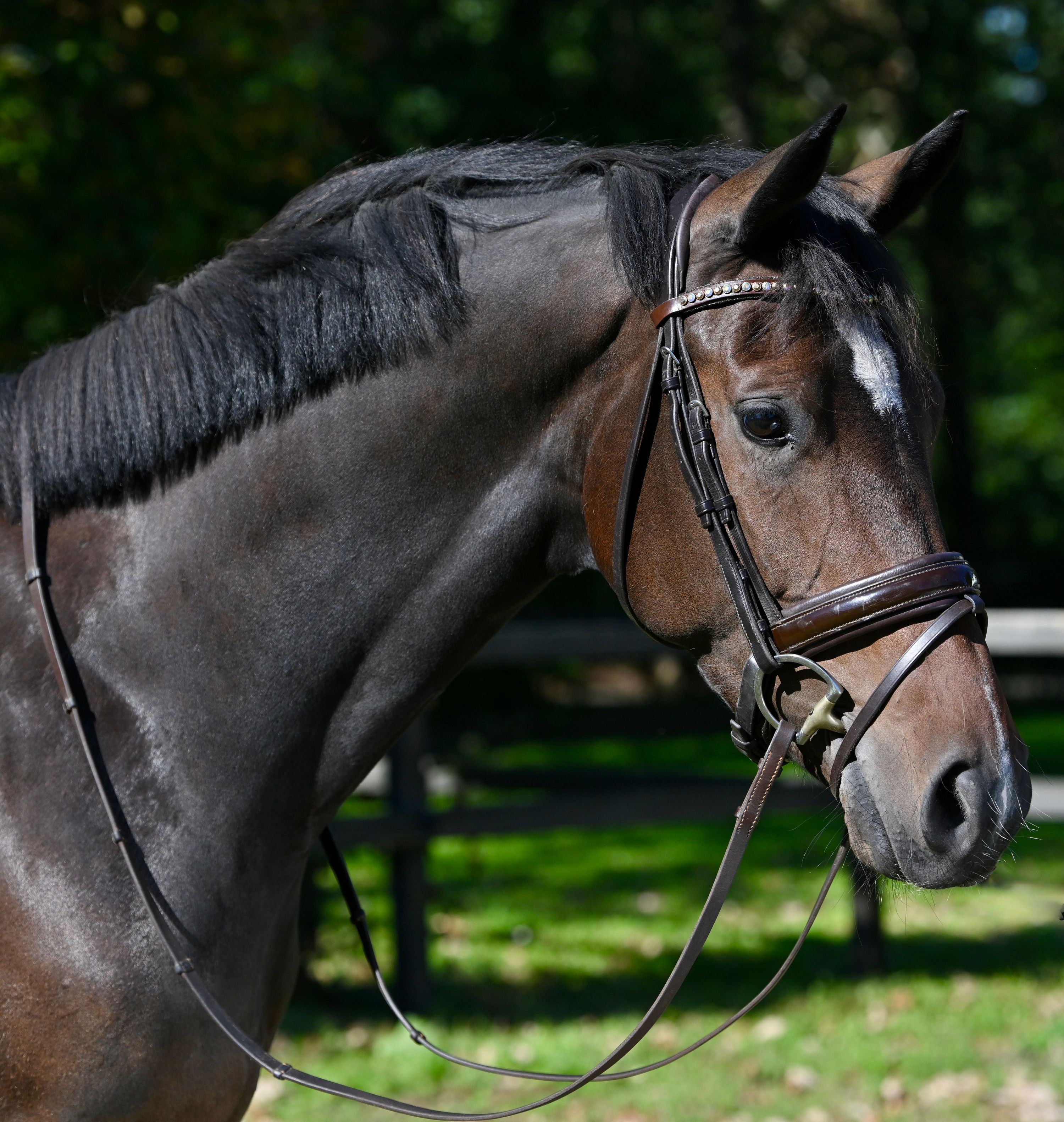 kwpn allrounder merrie 4 år donkerbruin till salu - Foto 6