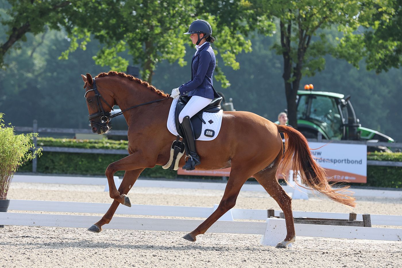Sweet beautiful mare for sale🧡
