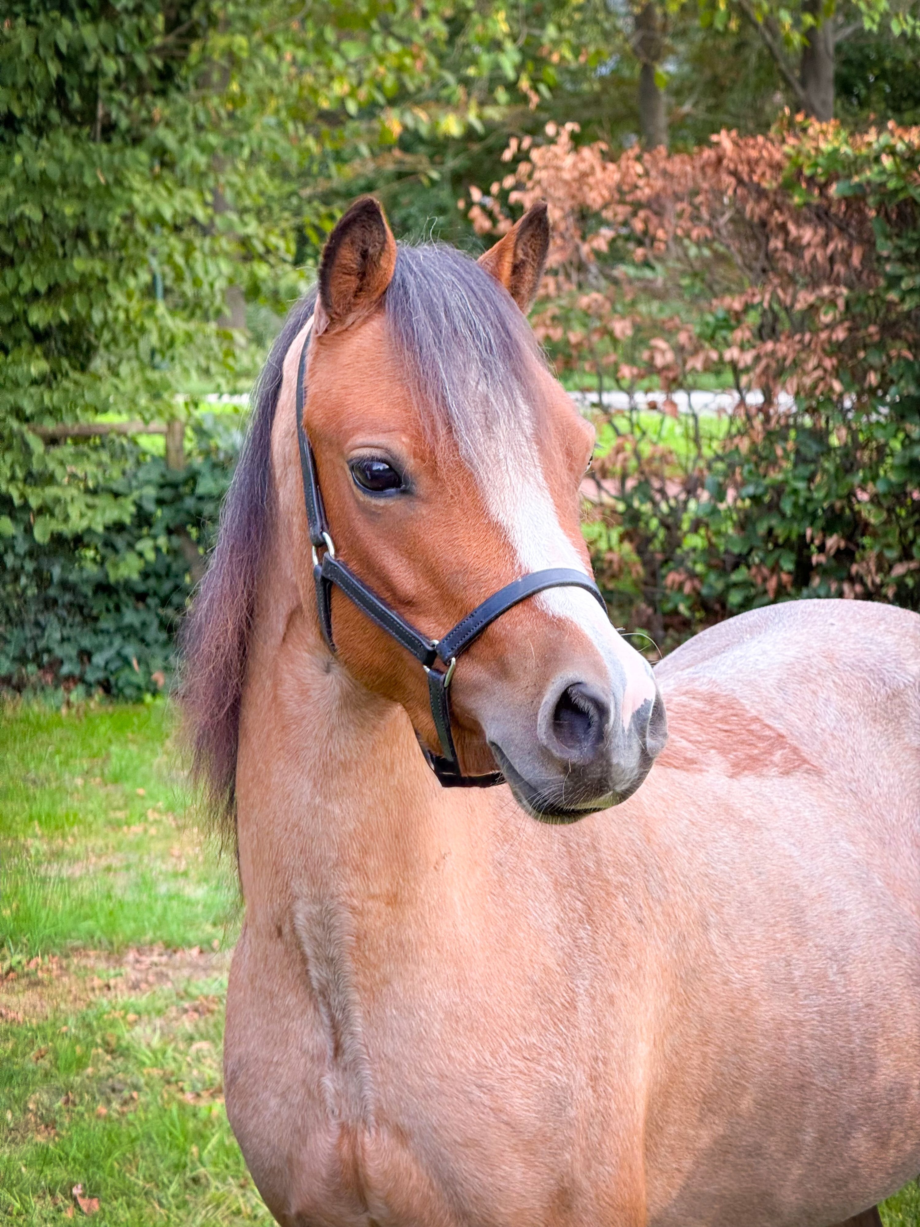 Poni de bixie y deporte fiable