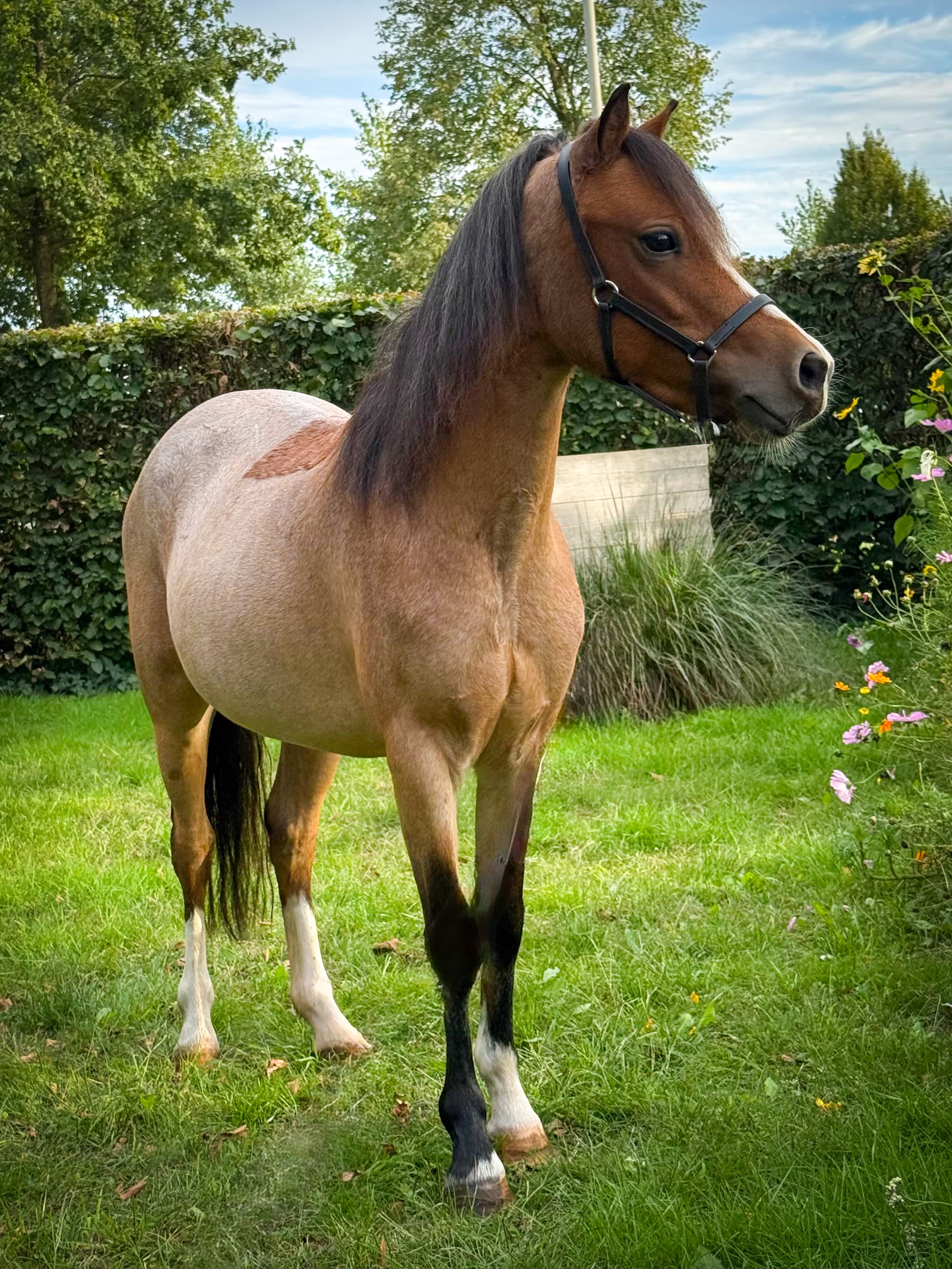 welsh allround-pony merrie 4 años roan en venta - Foto 3