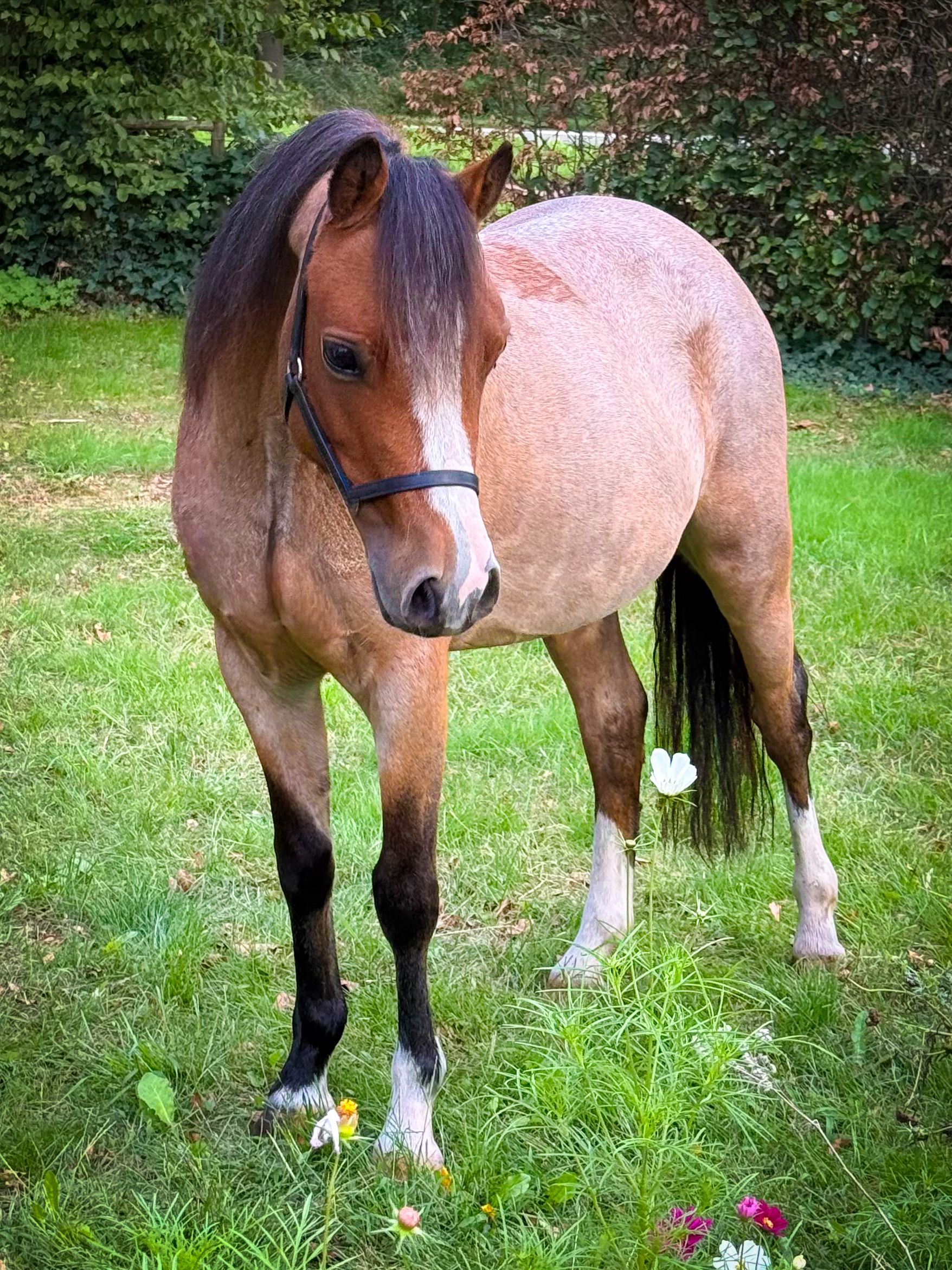 welsh allround-pony merrie 4 años roan en venta - Foto 2