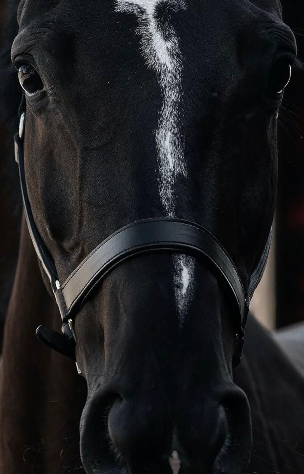 kwpn dressuurpaard ruin 11 Jahre alt zwart zu verkaufen - Foto 4