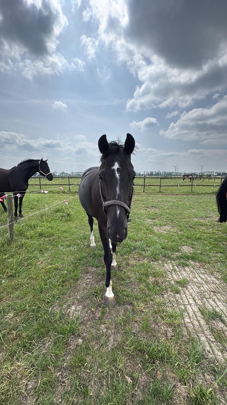 kwpn dressuurpaard ruin 11 Jahre alt zwart zu verkaufen - Foto 5