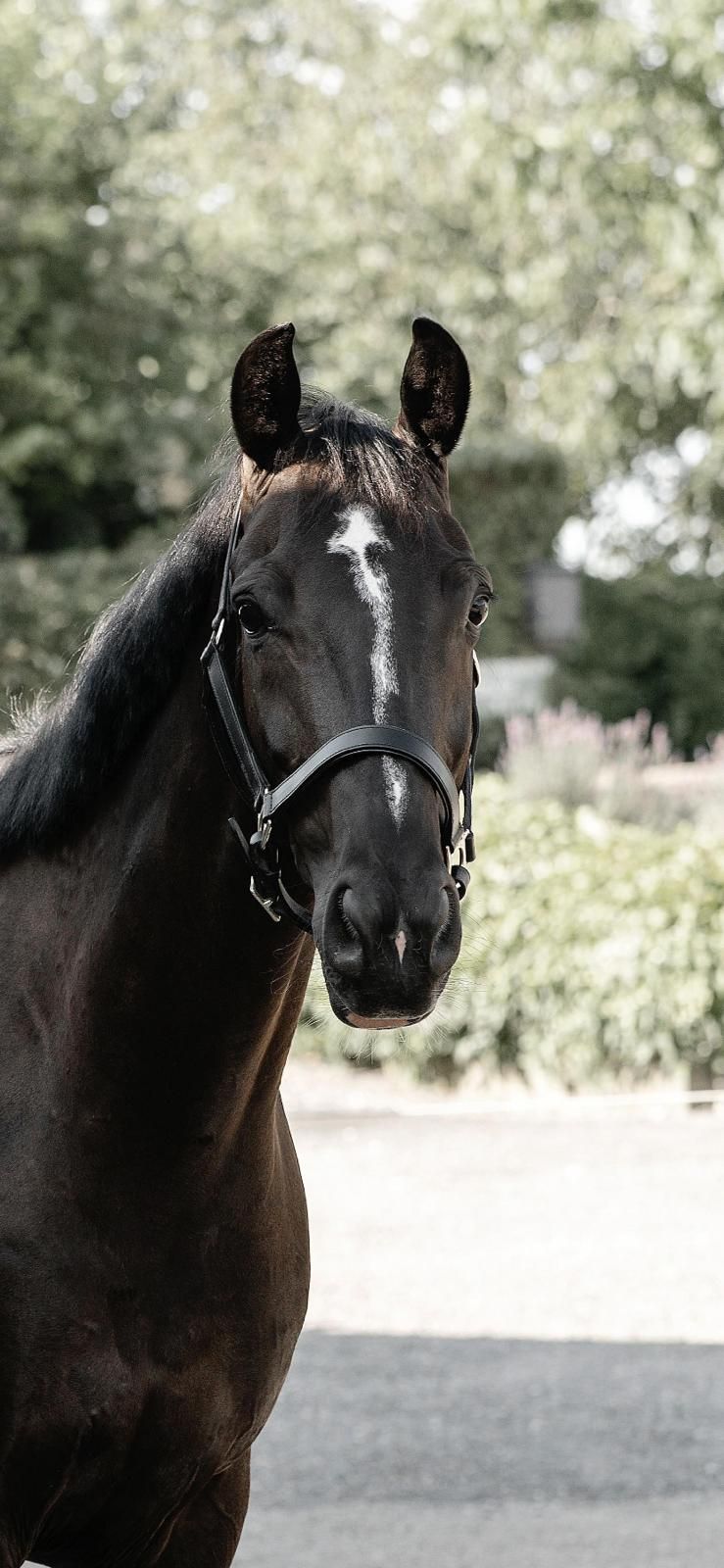 kwpn dressuurpaard ruin 11 Jahre alt zwart zu verkaufen - Foto 6