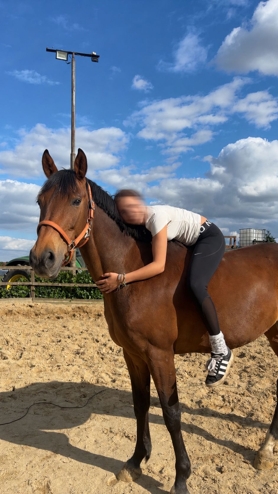 zangersheide dressuurpaard merrie 9 años bruin en venta - Foto 6