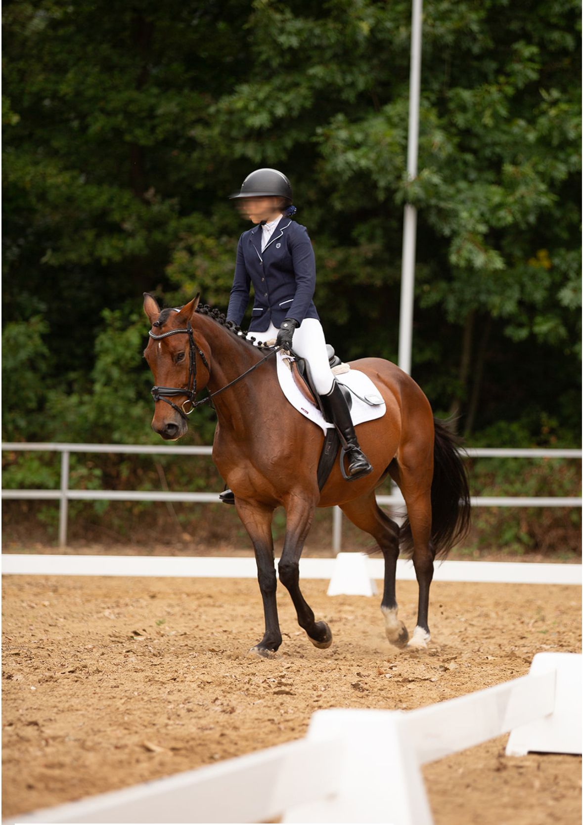 zangersheide dressuurpaard merrie 9 años bruin en venta - Foto 5