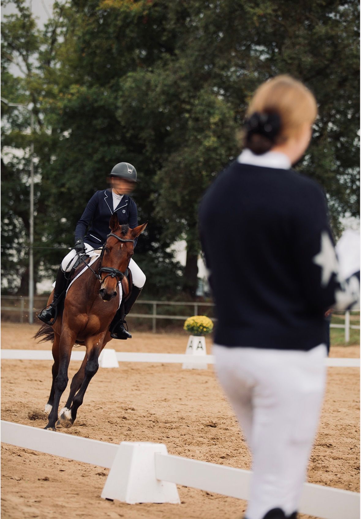 zangersheide dressuurpaard merrie 9 años bruin en venta - Foto 2