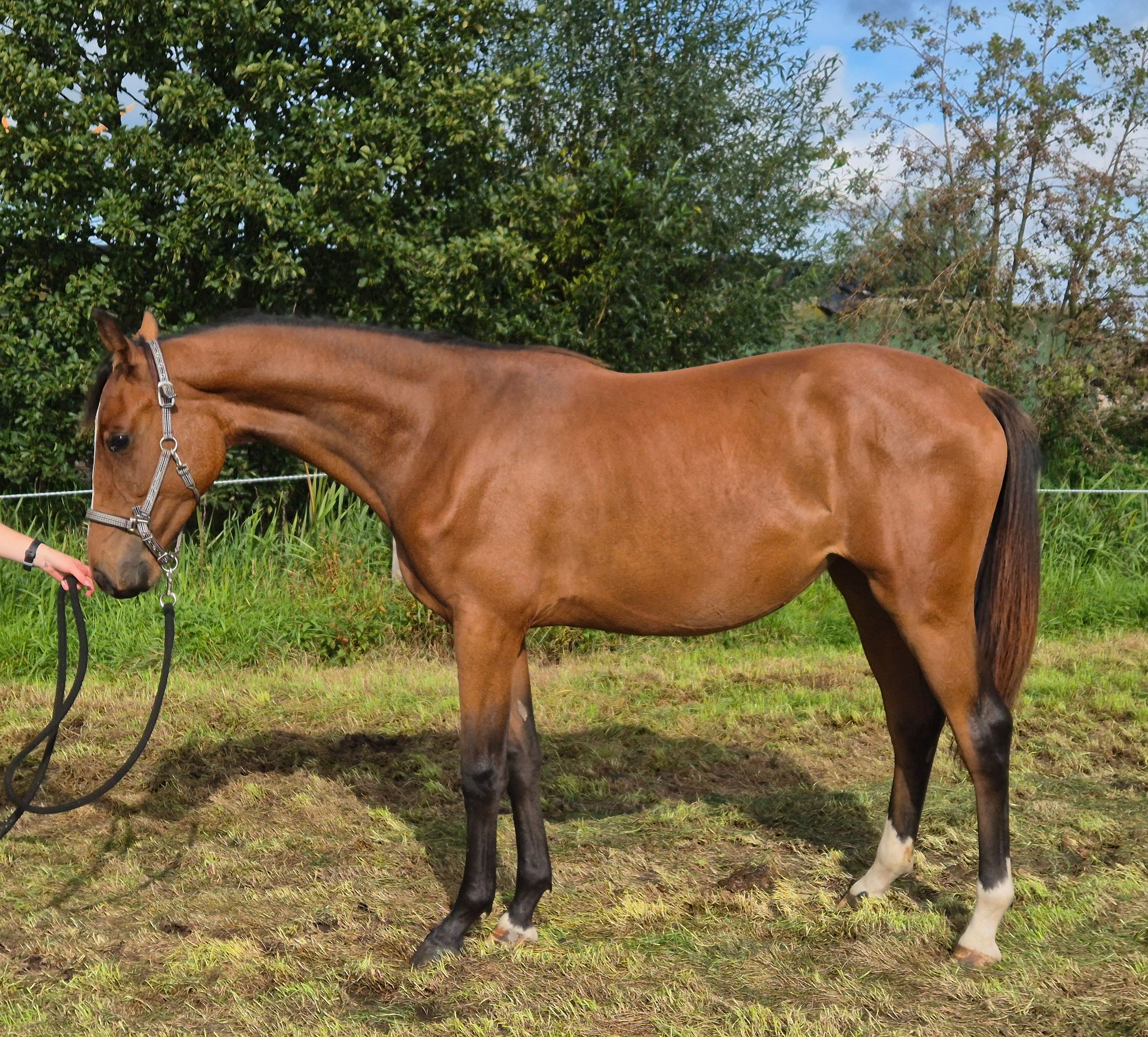 kwpn springpaard merrie 1 años bruin en venta - Foto 2