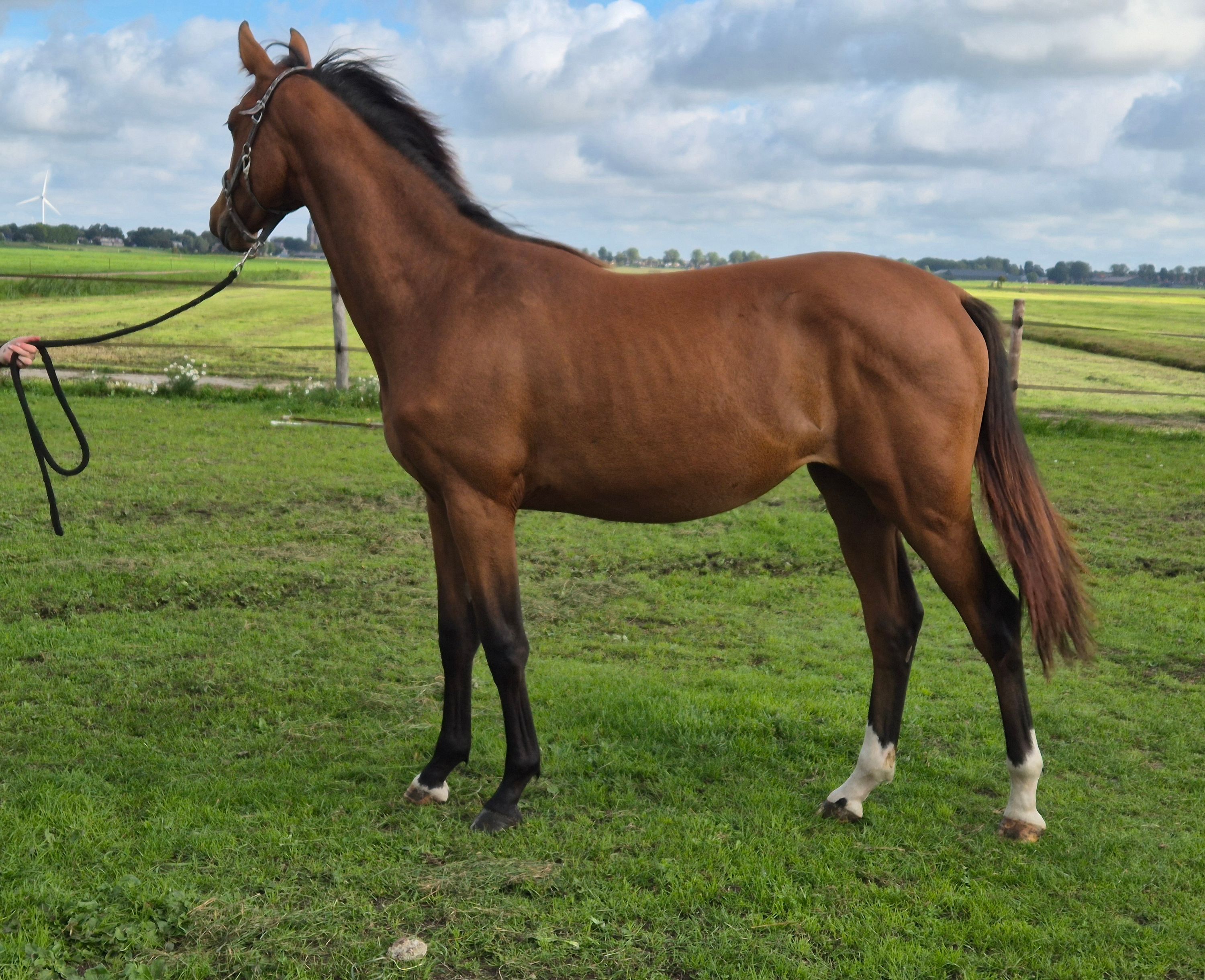 kwpn springpaard merrie 1 años bruin en venta - Foto 3