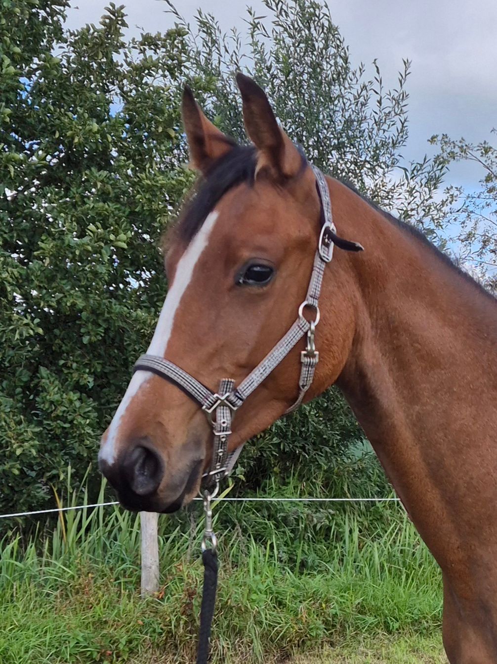 kwpn springpaard merrie 1 años bruin en venta - Foto 4