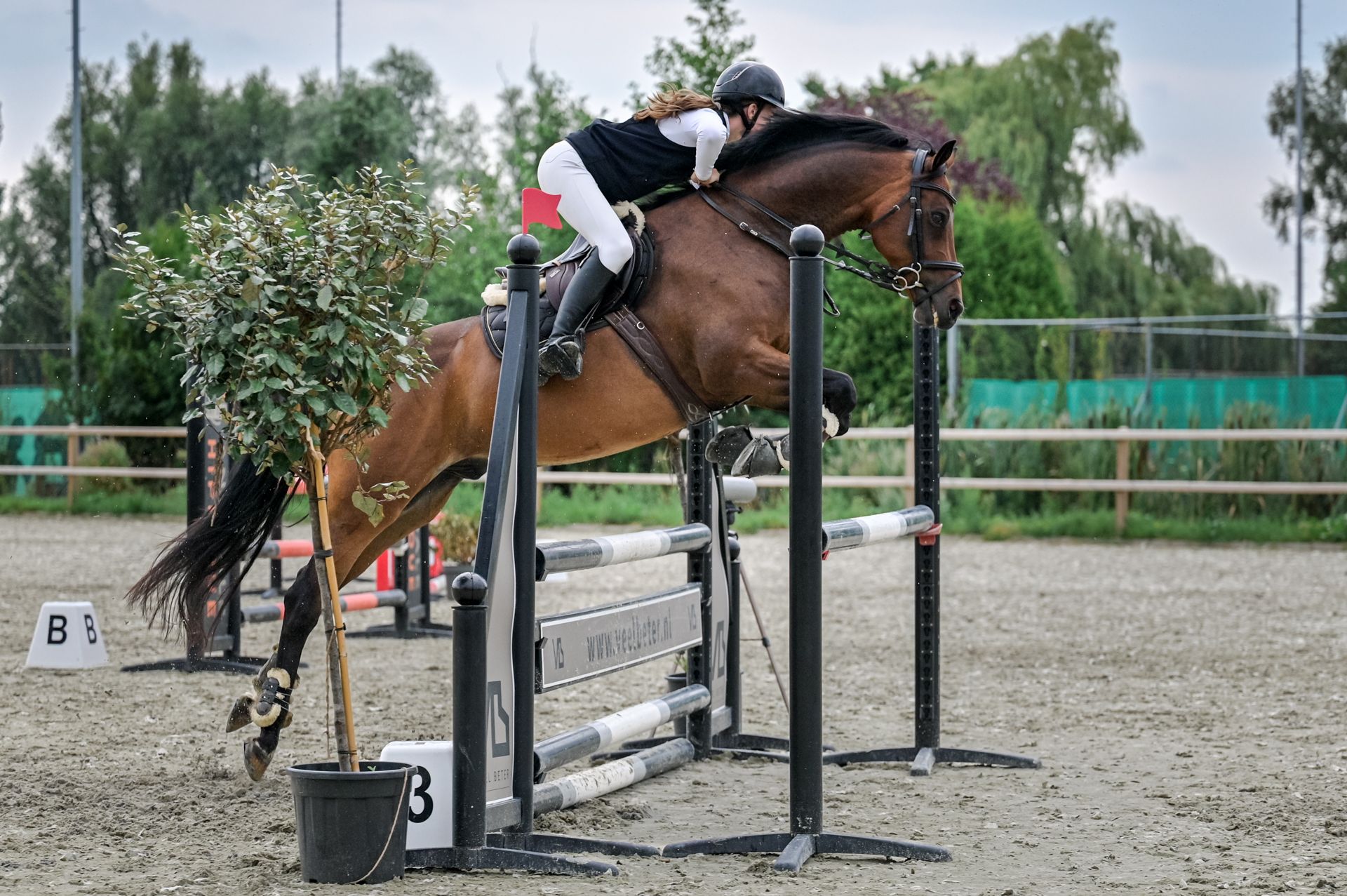 Fantástico poni de deporte E polivalente