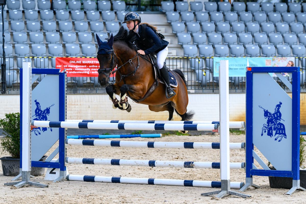 welsh allround-pony ruin 6 años donkerbruin en venta - Foto 2