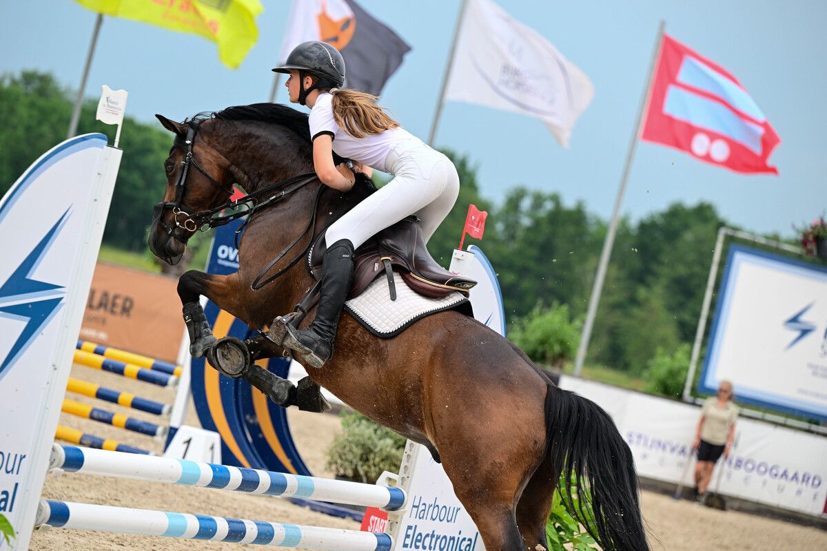 welsh allround-pony ruin 6 años donkerbruin en venta - Foto 3