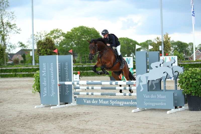 welsh allround-pony ruin 6 años donkerbruin en venta - Foto 4