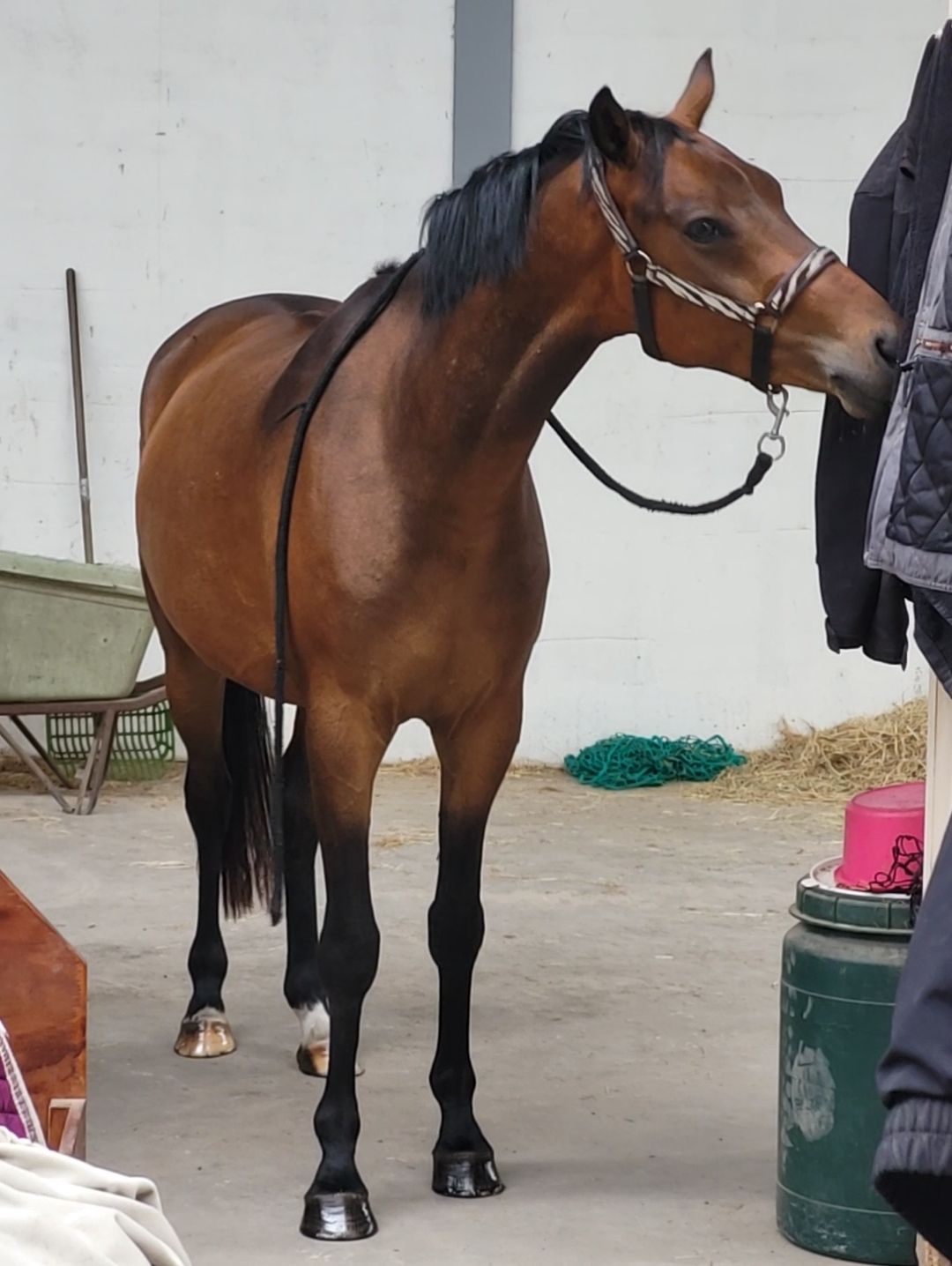 welsh allround-pony ruin 6 años donkerbruin en venta - Foto 5
