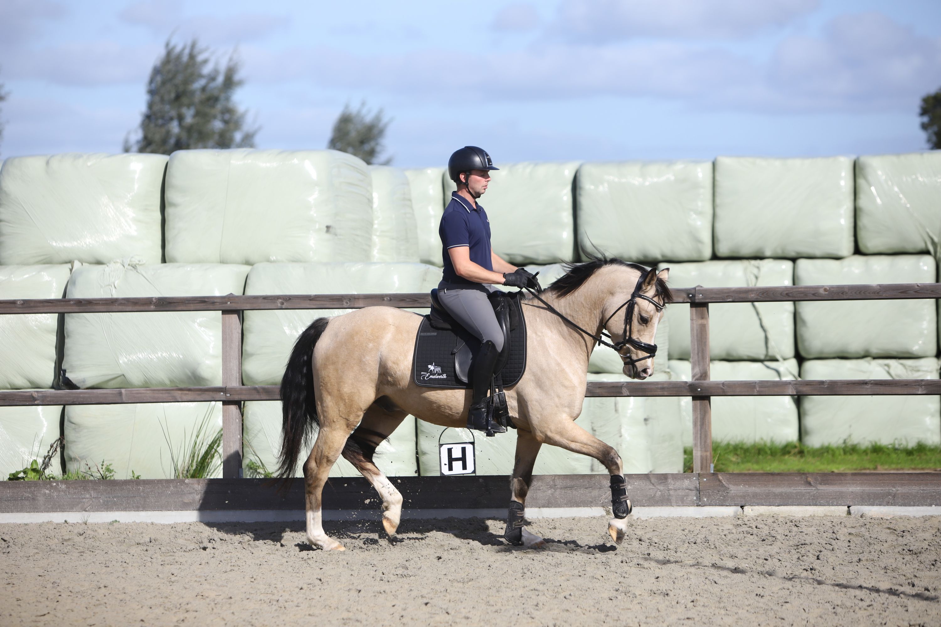 nrps dressuurpony ruin 4 años andere-kleur en venta - Foto 4
