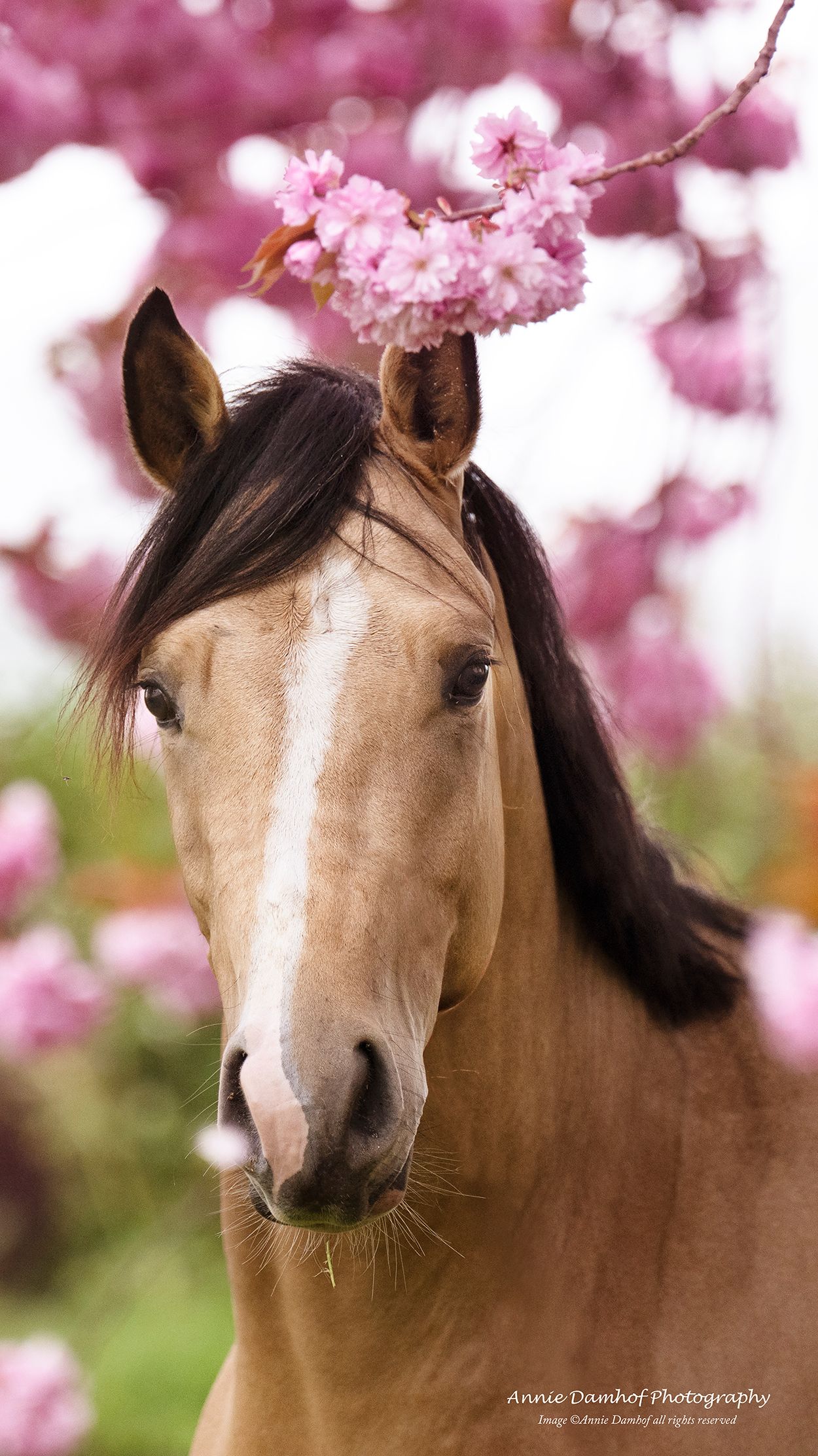 nrps dressuurpony ruin 4 años andere-kleur en venta - Foto 5