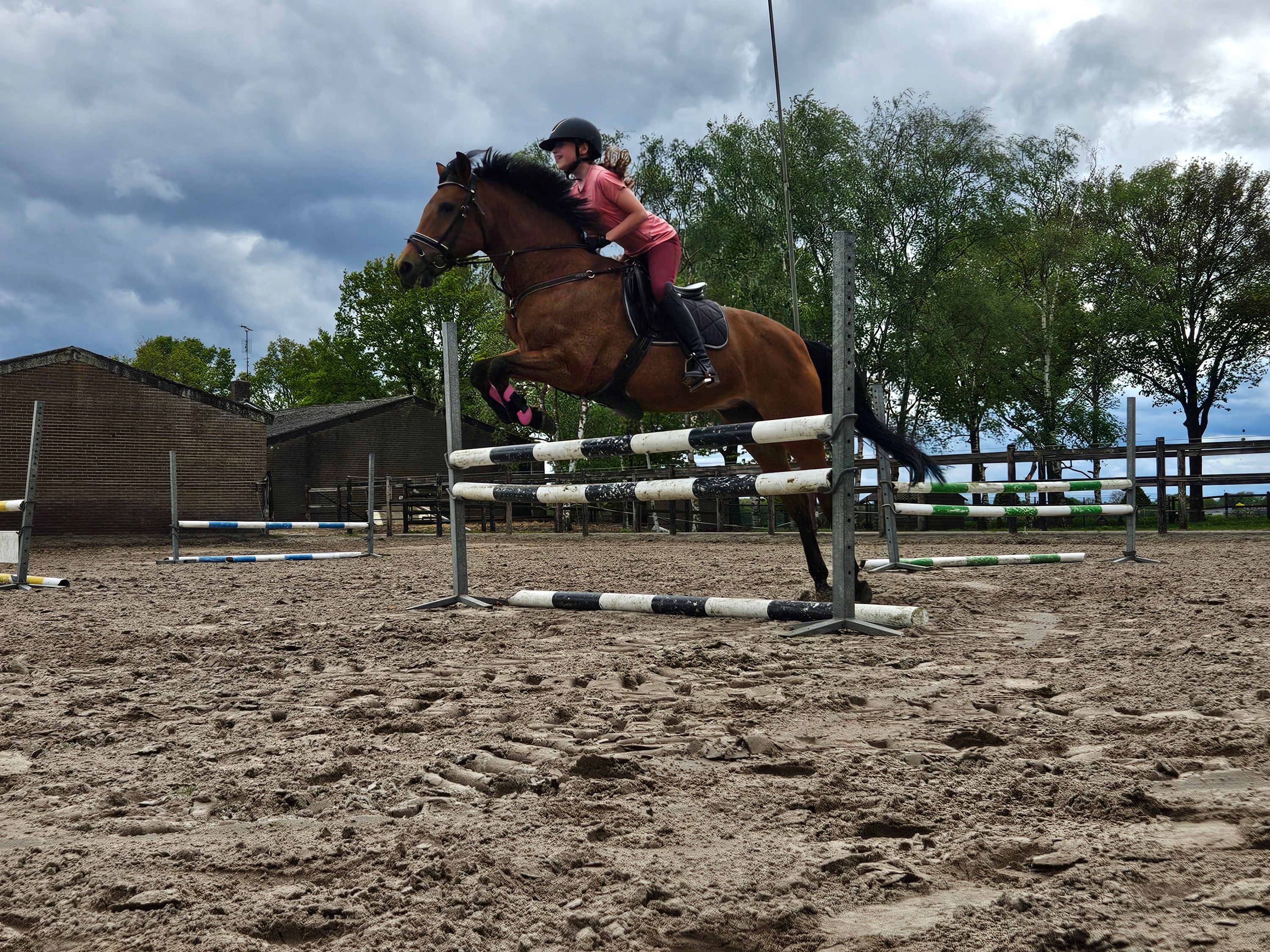 new-forest springpony merrie 26 años donkerbruin en venta - Foto 3