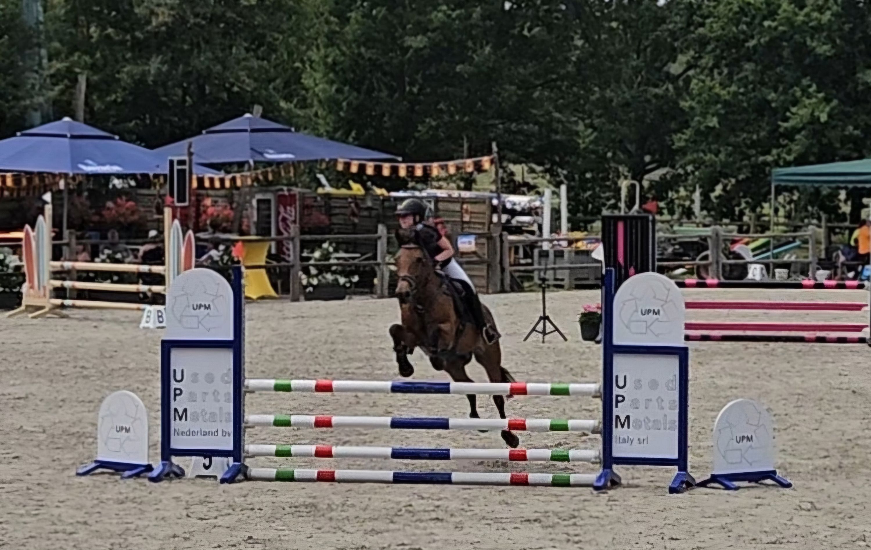 new-forest springpony merrie 26 años donkerbruin en venta - Foto 2