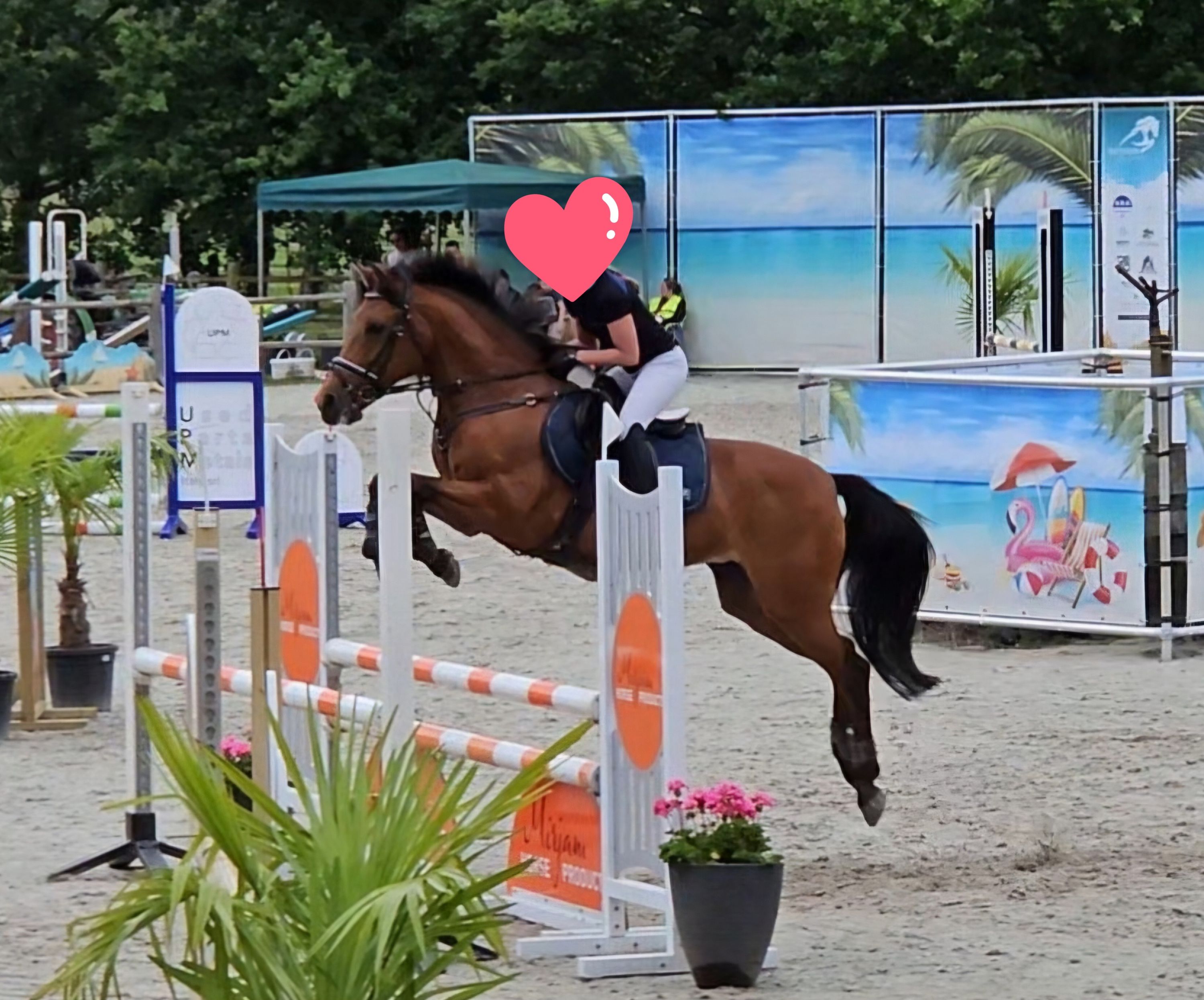 new-forest springpony merrie 26 años donkerbruin en venta - Foto 4