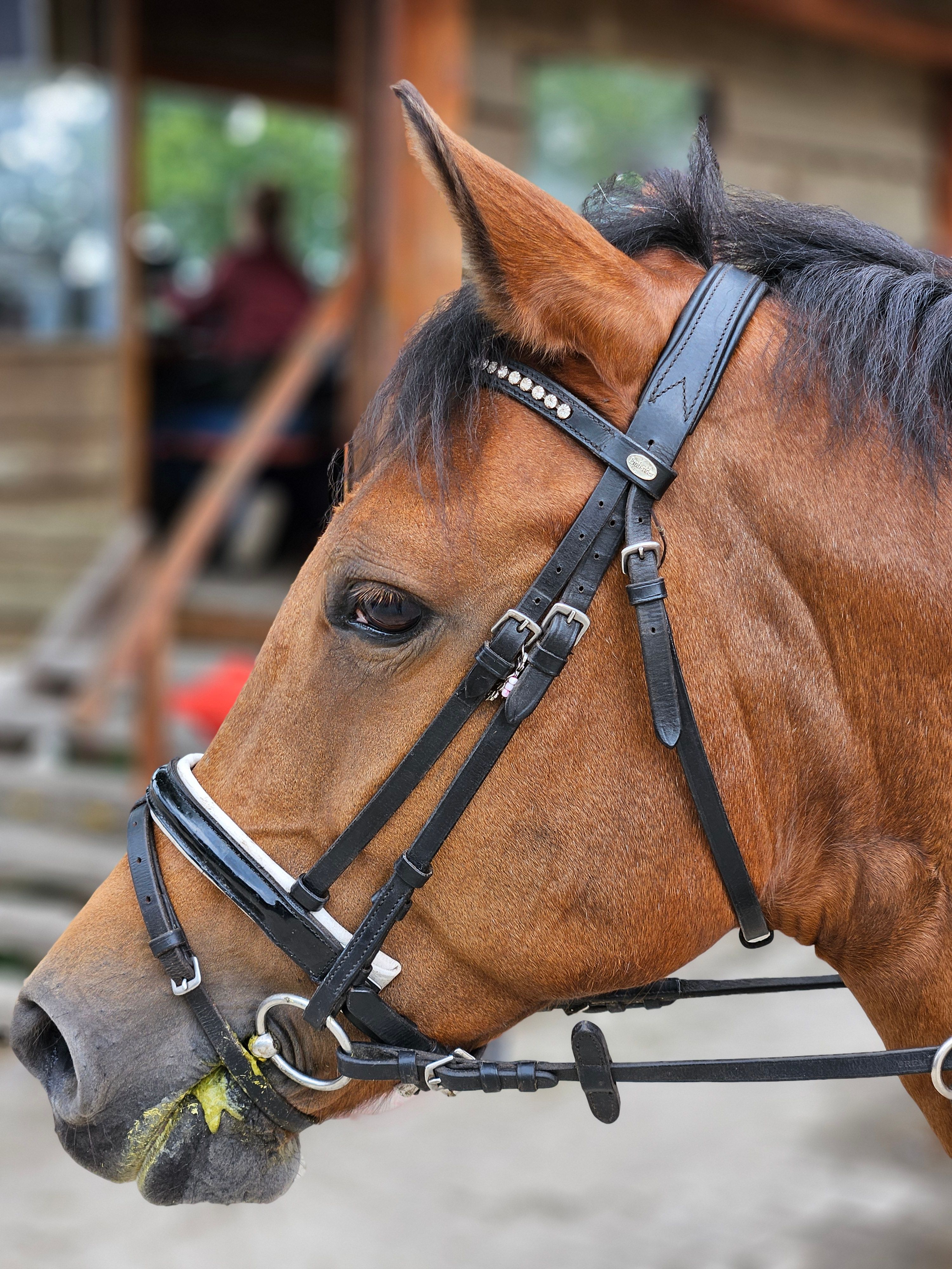 new-forest springpony merrie 26 años donkerbruin en venta - Foto 5