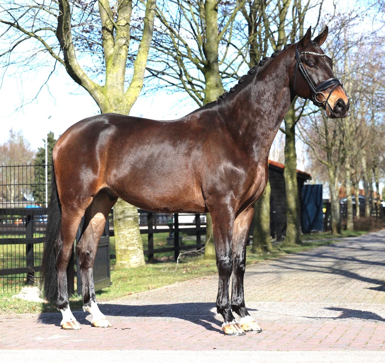 kwpn dressuurpaard ruin 7 años donkerbruin en venta - Foto 2