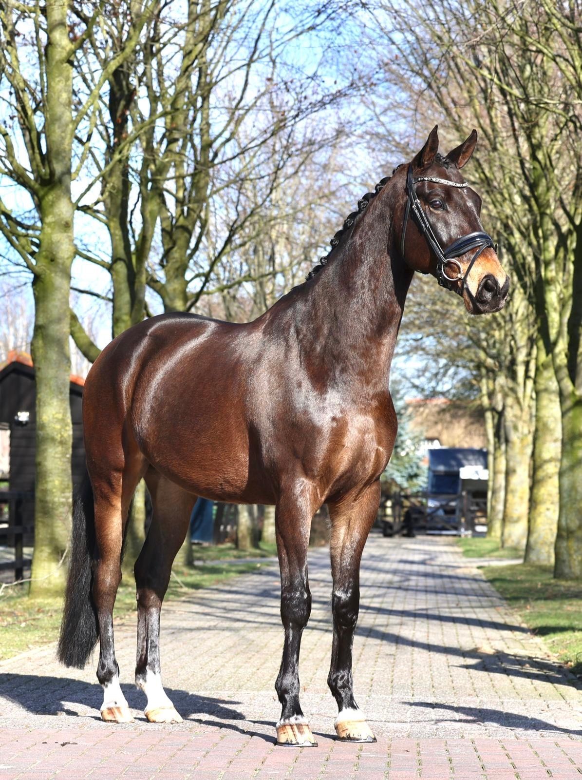 kwpn dressuurpaard ruin 7 años donkerbruin en venta - Foto 3