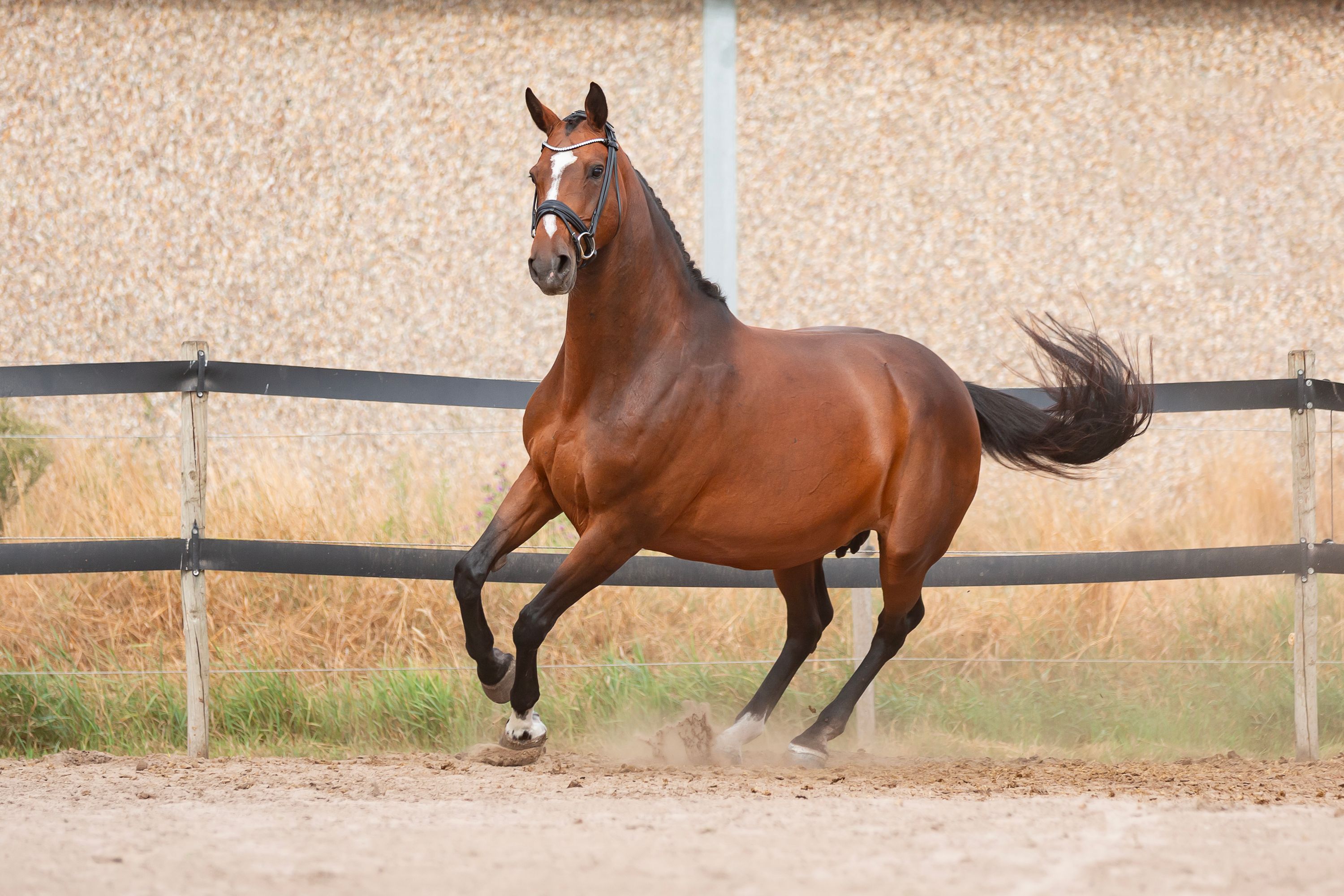 In-foal broodmare with top pedigree