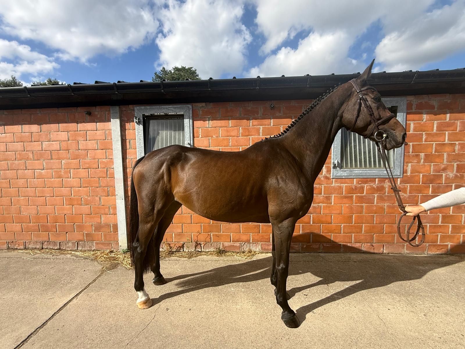 zangersheide recreatie-paard merrie 7 år donkerbruin till salu - Foto 3