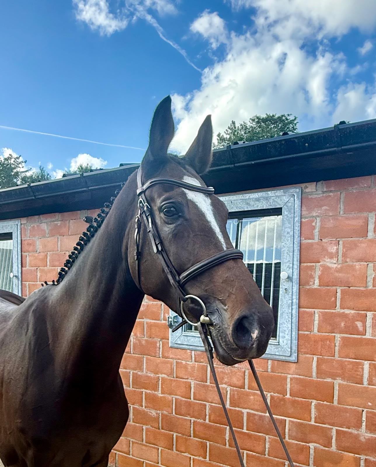 zangersheide recreatie-paard merrie 7 år donkerbruin till salu - Foto 2