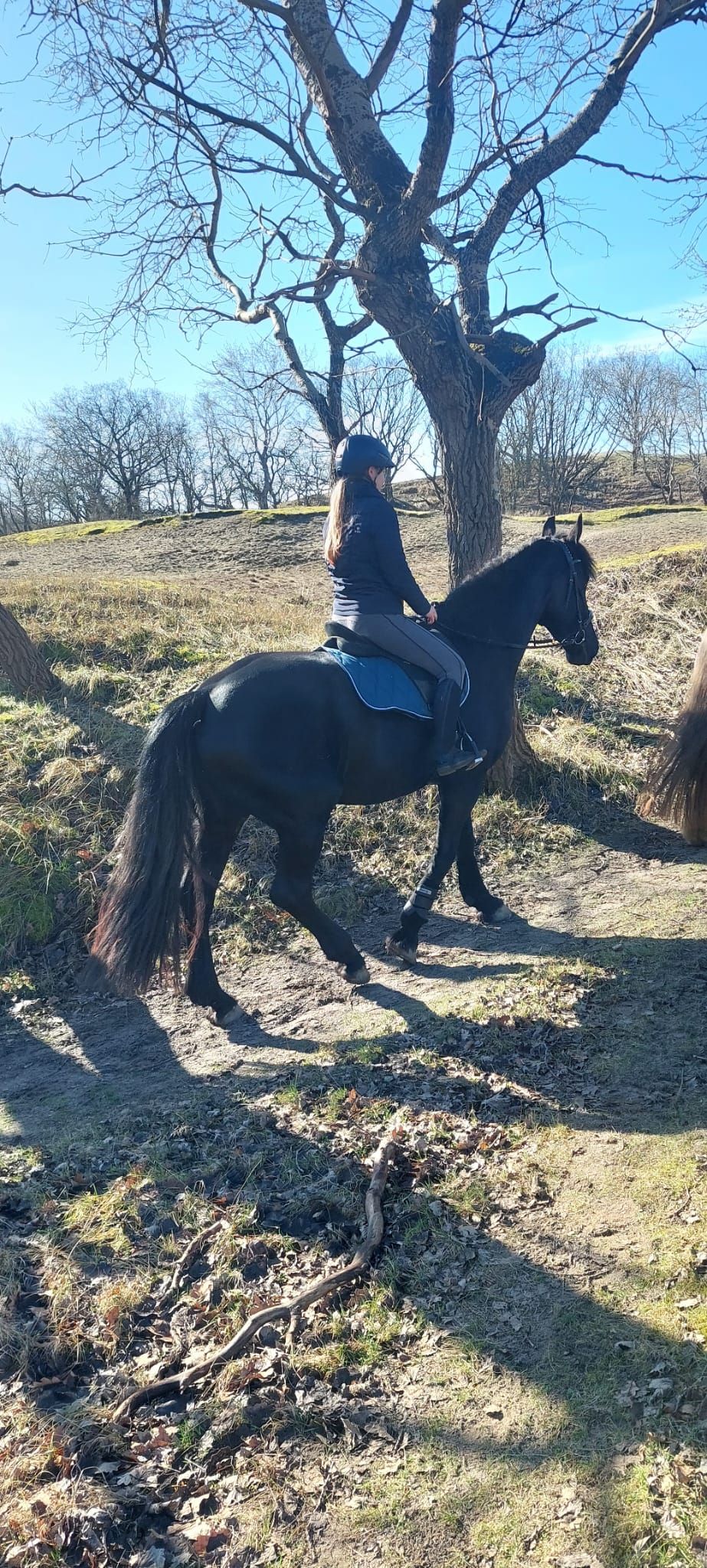 ander paard merrie 4 years old zwart for sale - Photo 6