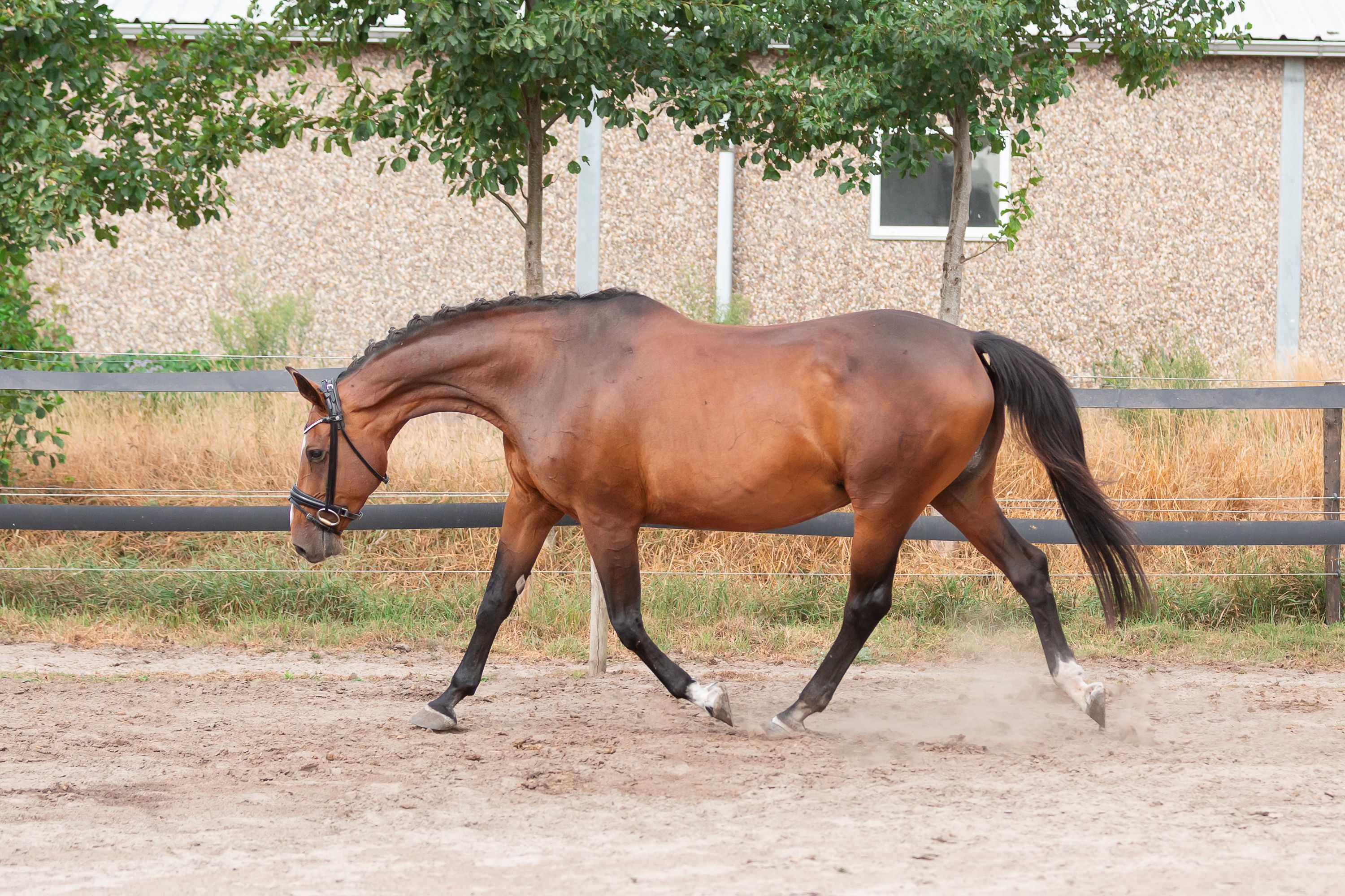 holstein fokmerrie merrie 16 years old palomino for sale - Photo 4
