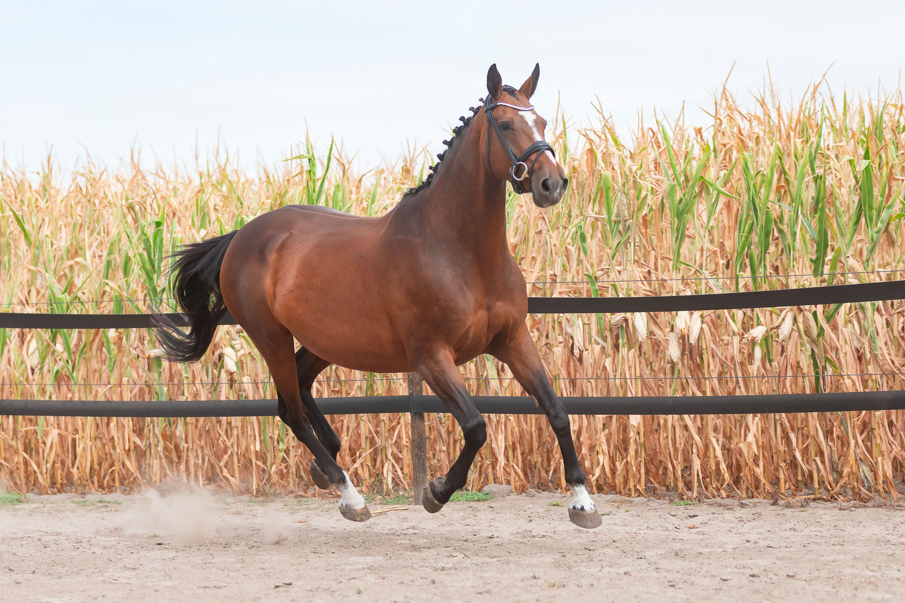 holstein fokmerrie merrie 16 years old palomino for sale - Photo 3