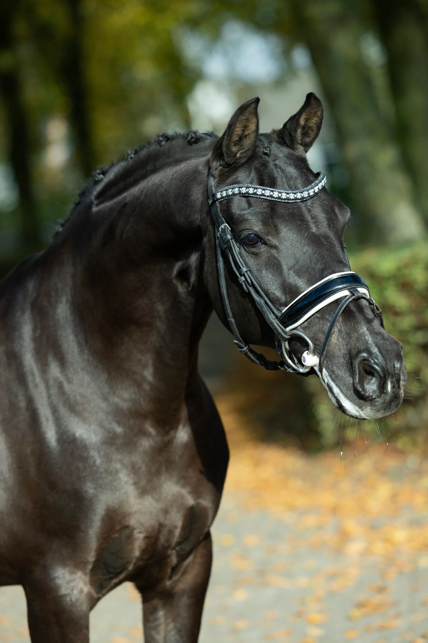 nrps dressuurpony ruin 17 años zwart en venta - Foto 2