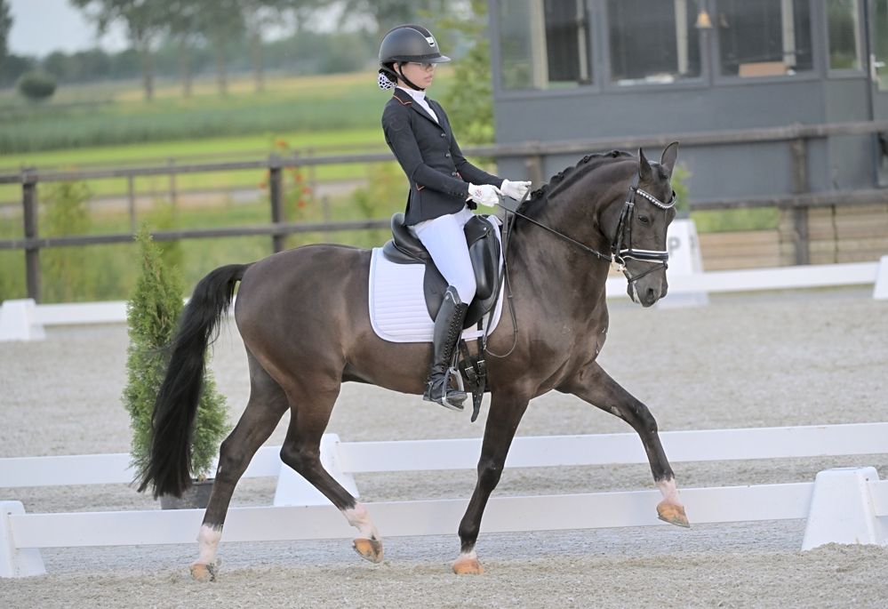 nrps dressuurpony ruin 17 años zwart en venta - Foto 6