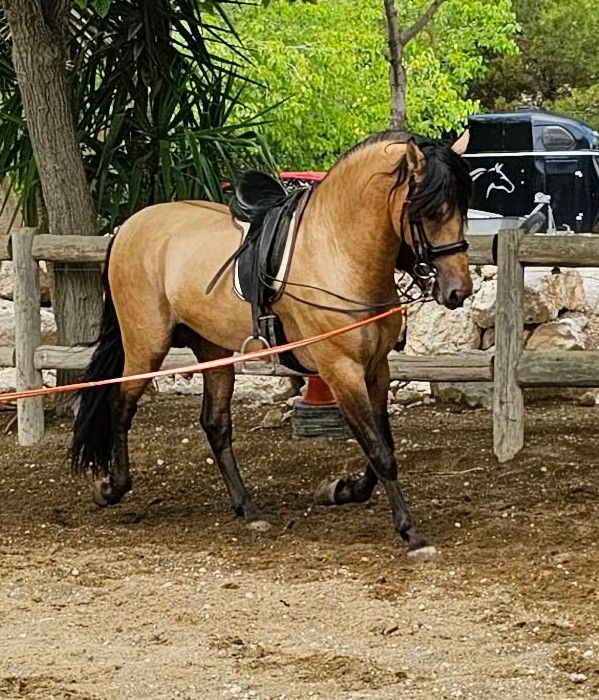 andalusie dressuurpaard hengst 10 år andere-kleur till salu - Foto 2
