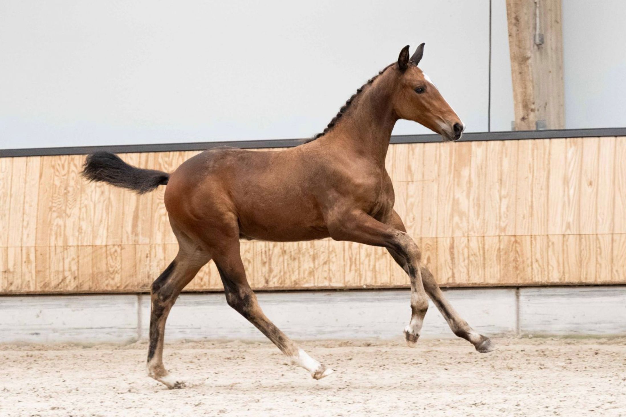 出自 Real Dream 的威风凛凛的公马foal