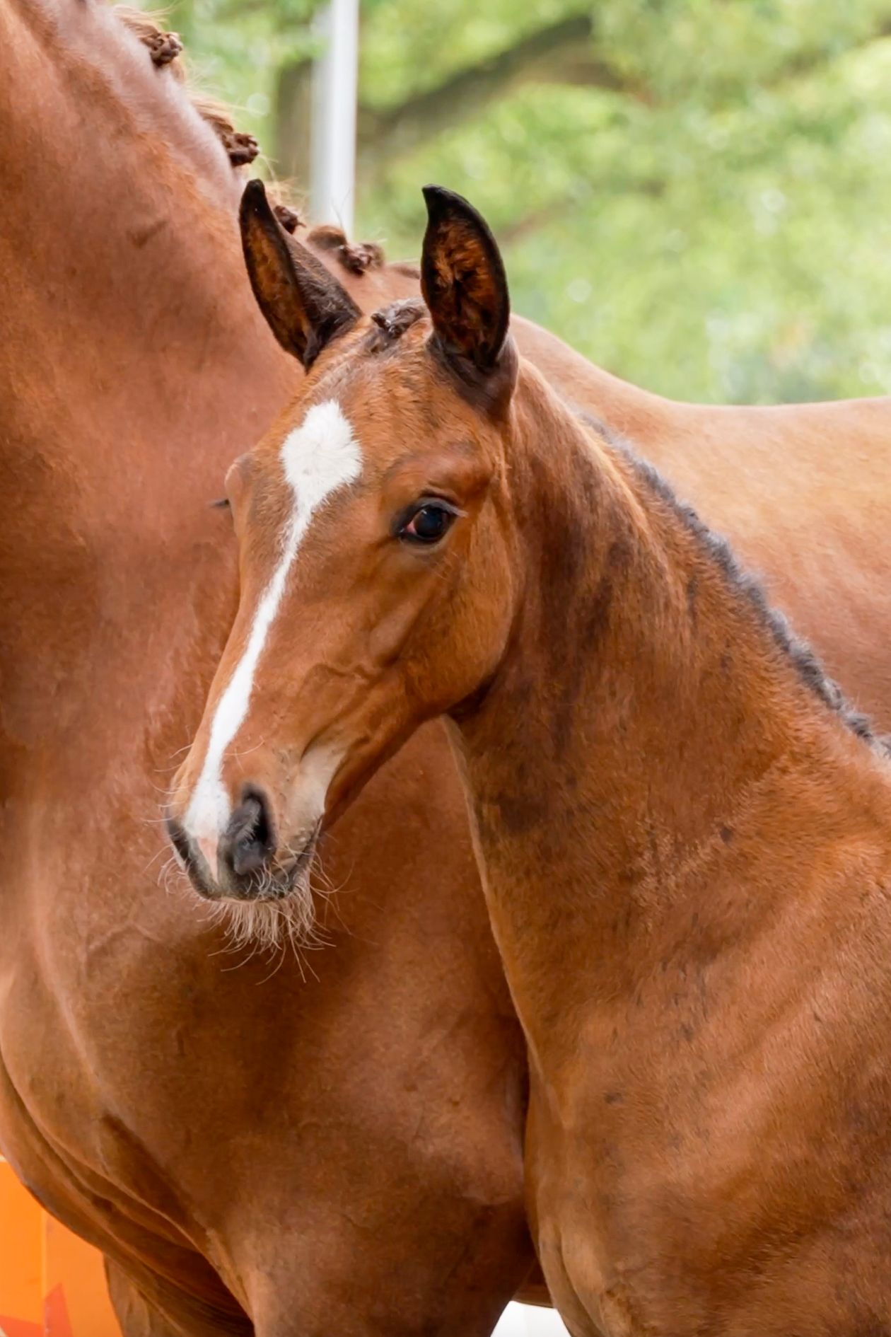 kwpn dressuurpaard hengst 0 år bruin till salu - Foto 2