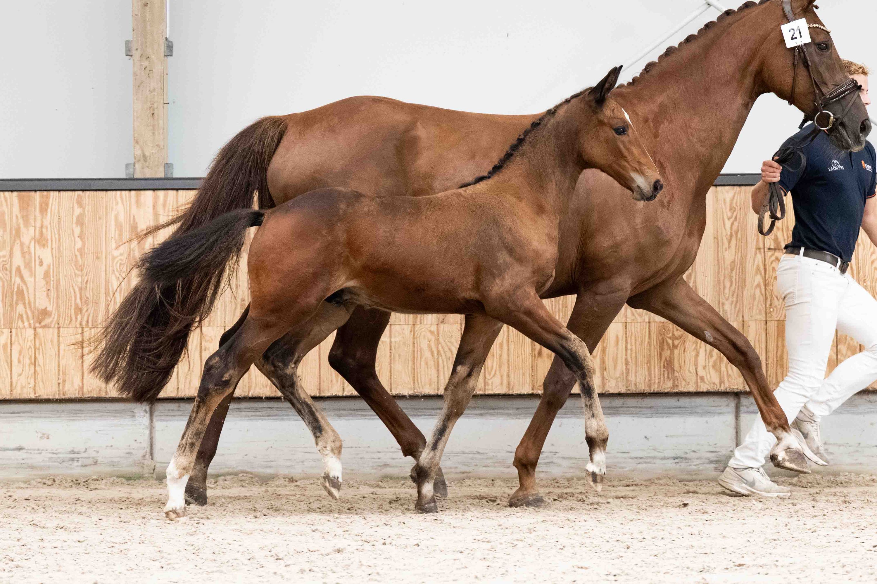kwpn dressuurpaard hengst 0 år bruin till salu - Foto 3