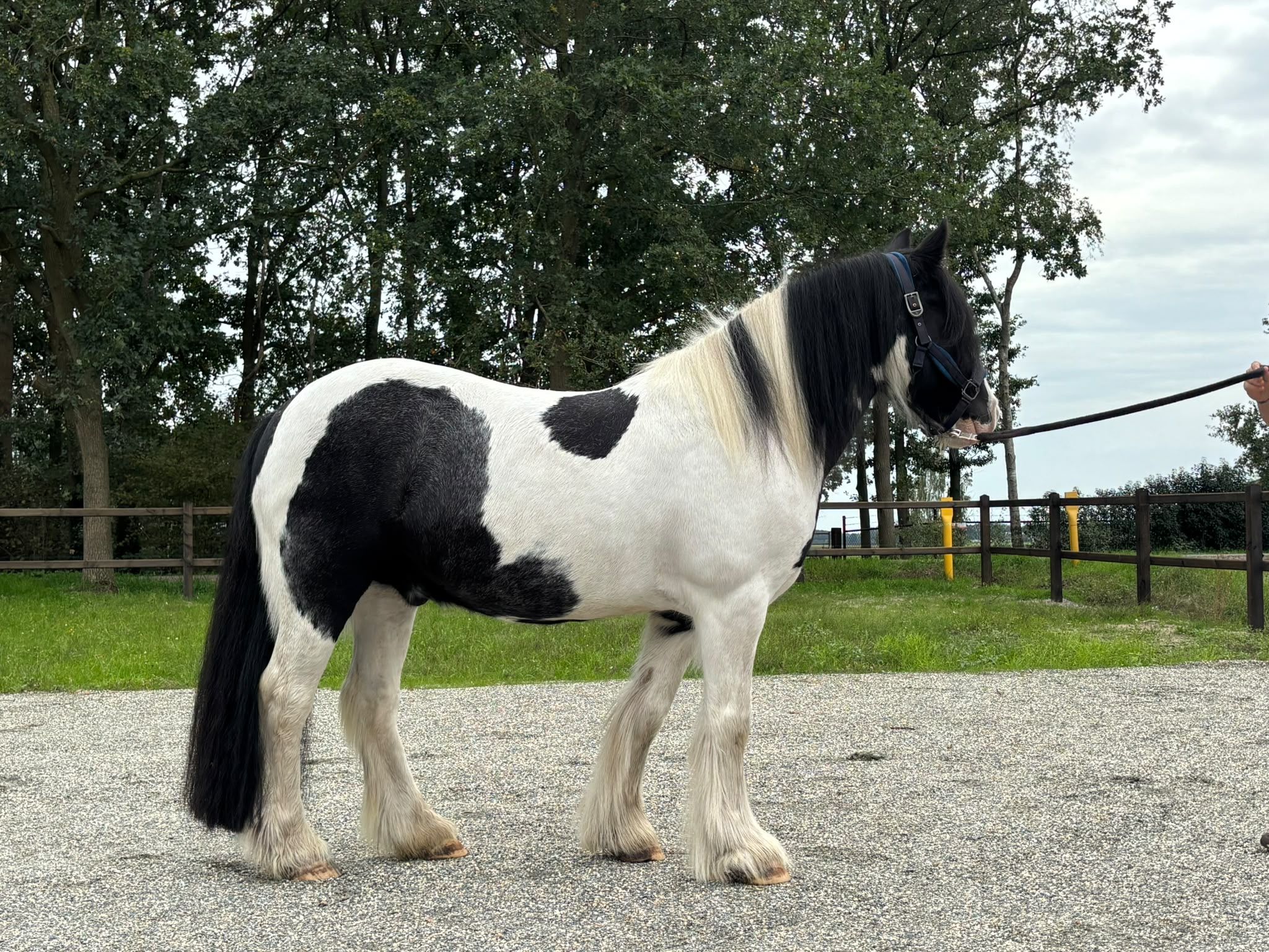 ander allround-pony ruin 16 سنوات andere-kleur للبيع - صورة 3