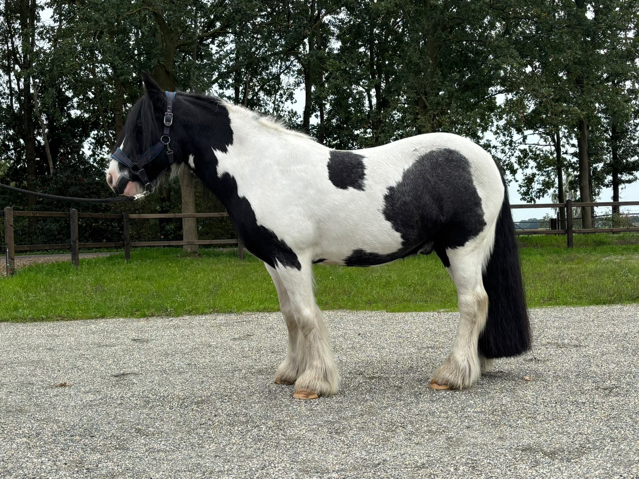 ander allround-pony ruin 16 سنوات andere-kleur للبيع - صورة 2